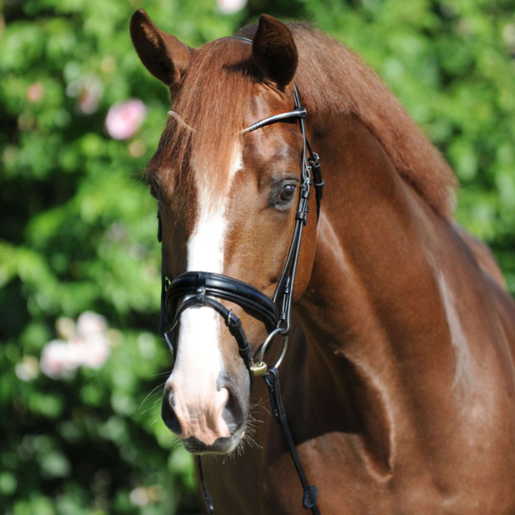 Kavalkade Snaffle Bridle Clinchesse Black/Silver