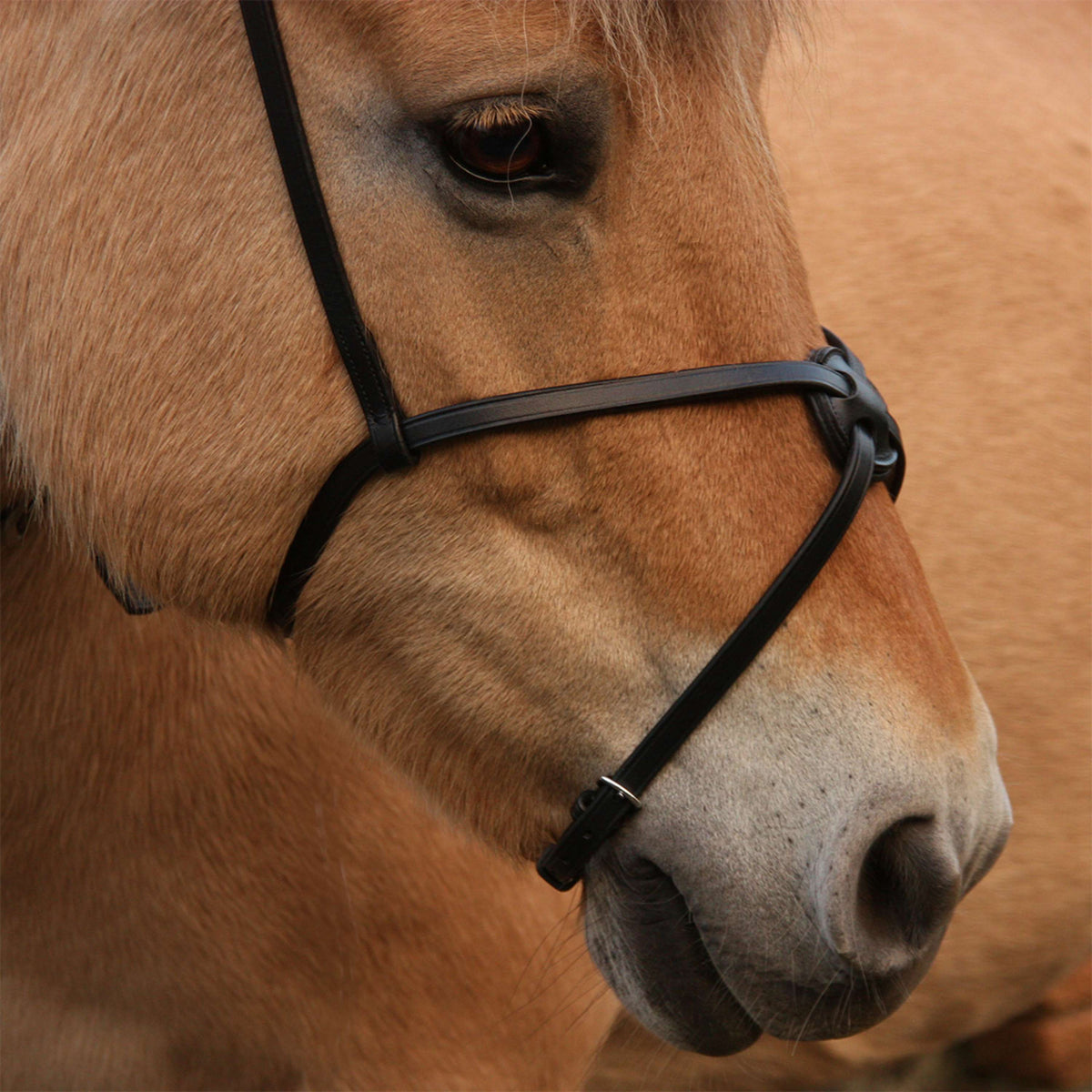 Kavalkade Nose Band Mexican without Rings Black