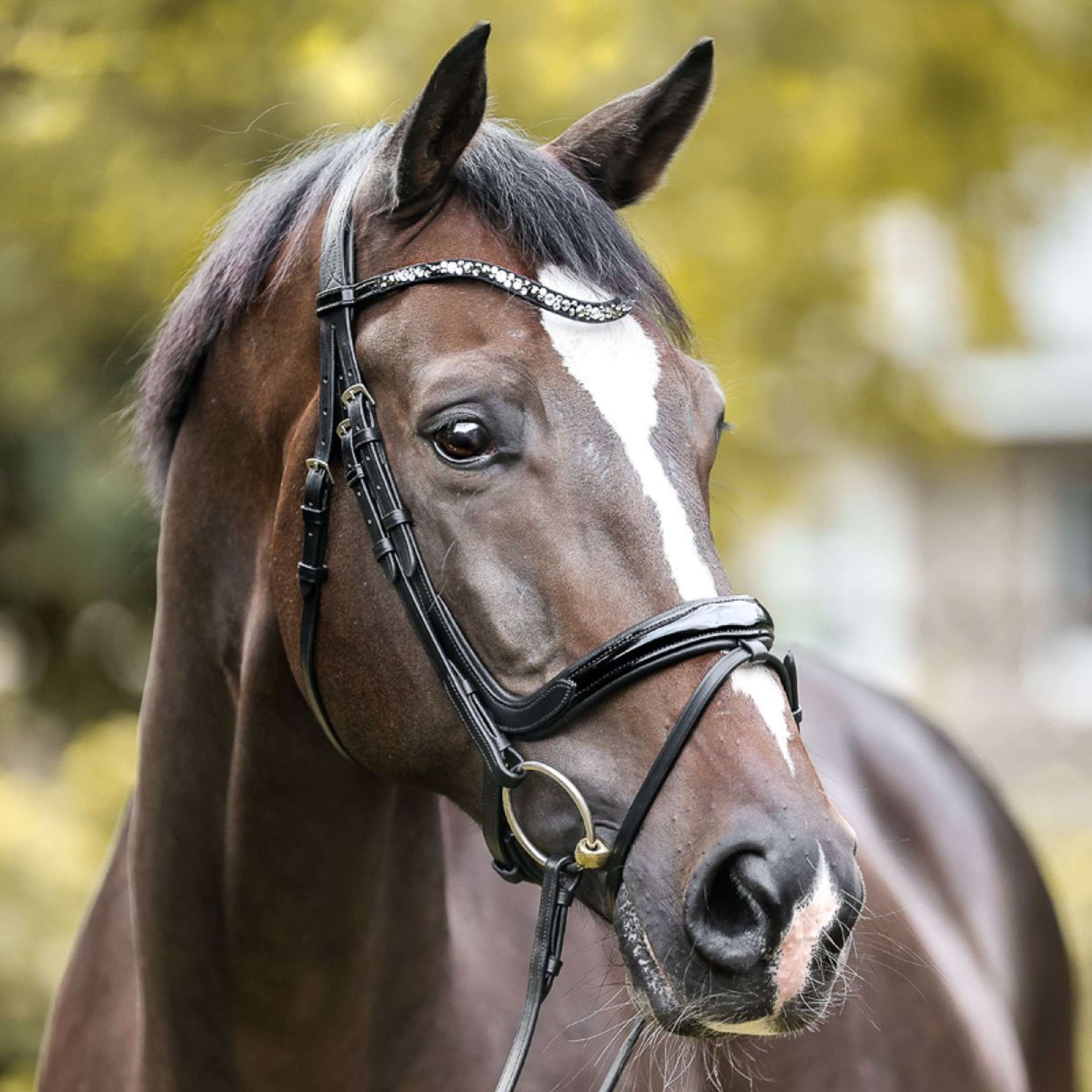 Kavalkade Bridle Ivana English Black