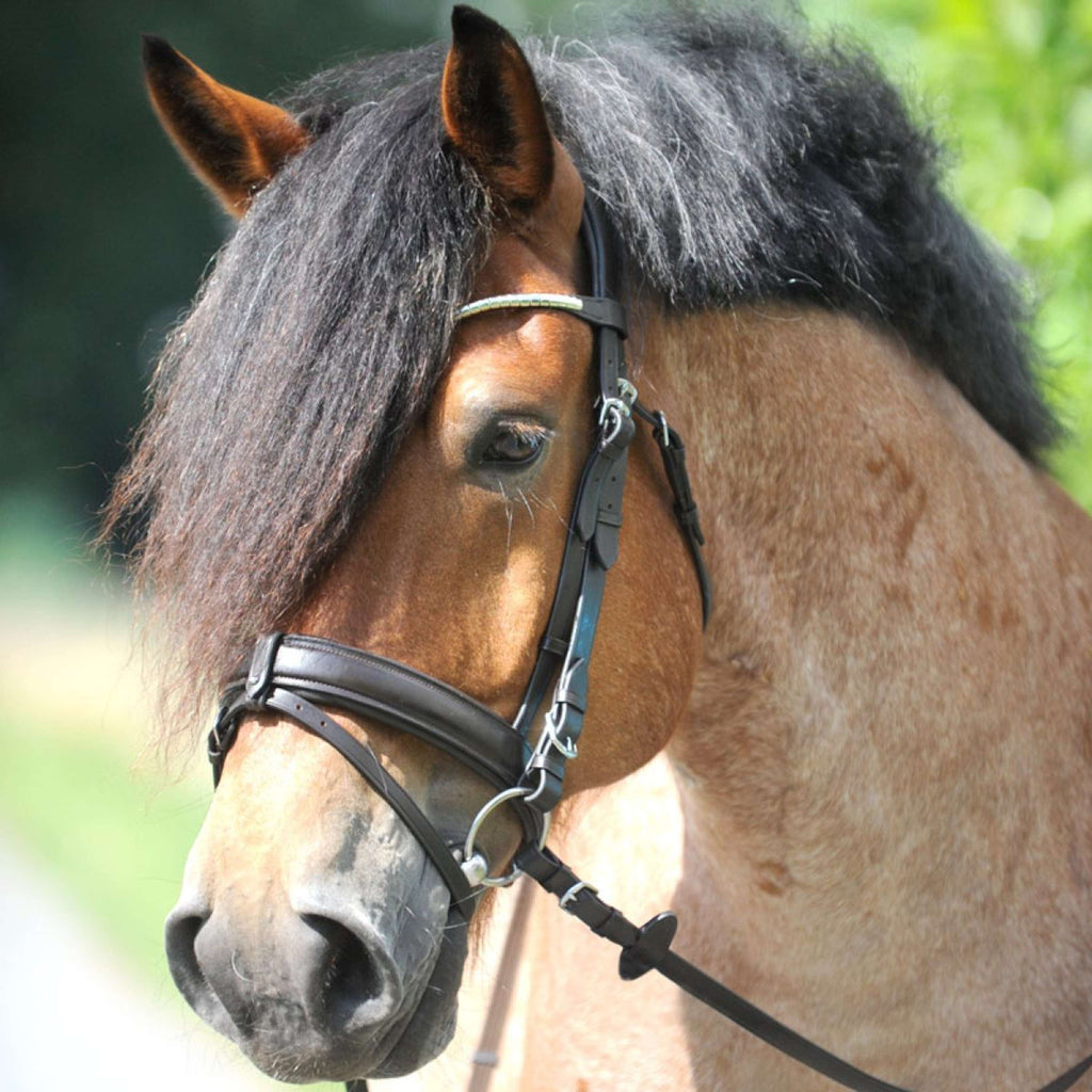 Kavalkade Snaffle Bridle Clinchesse Brown/Silver