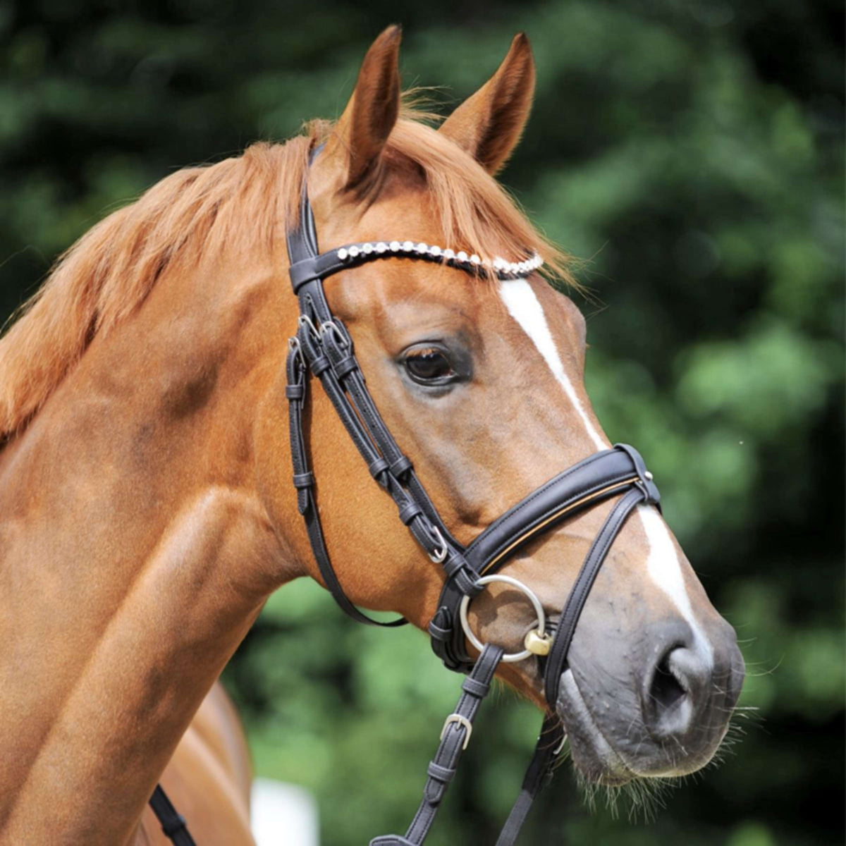 Kavalkade Bridle Cortica Vegan Black