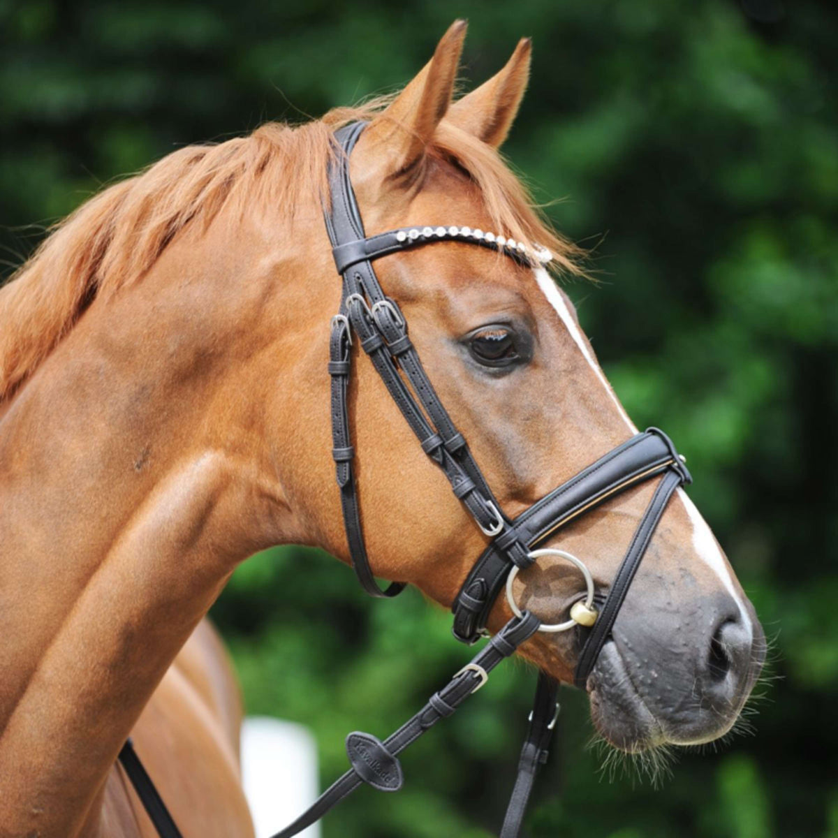 Kavalkade Bridle Cortica Vegan Black