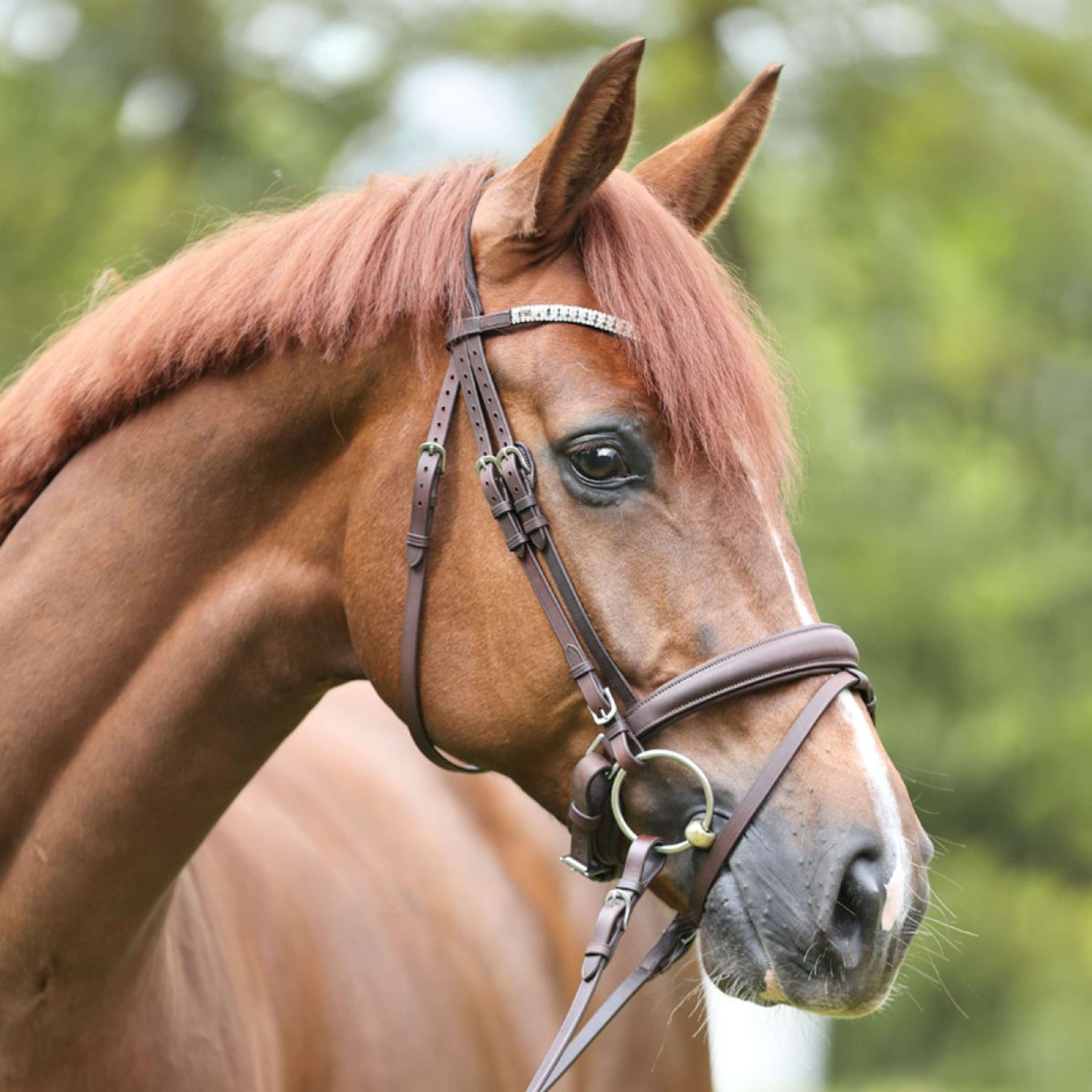 Kavalkade Bridle Everlyn English Brown