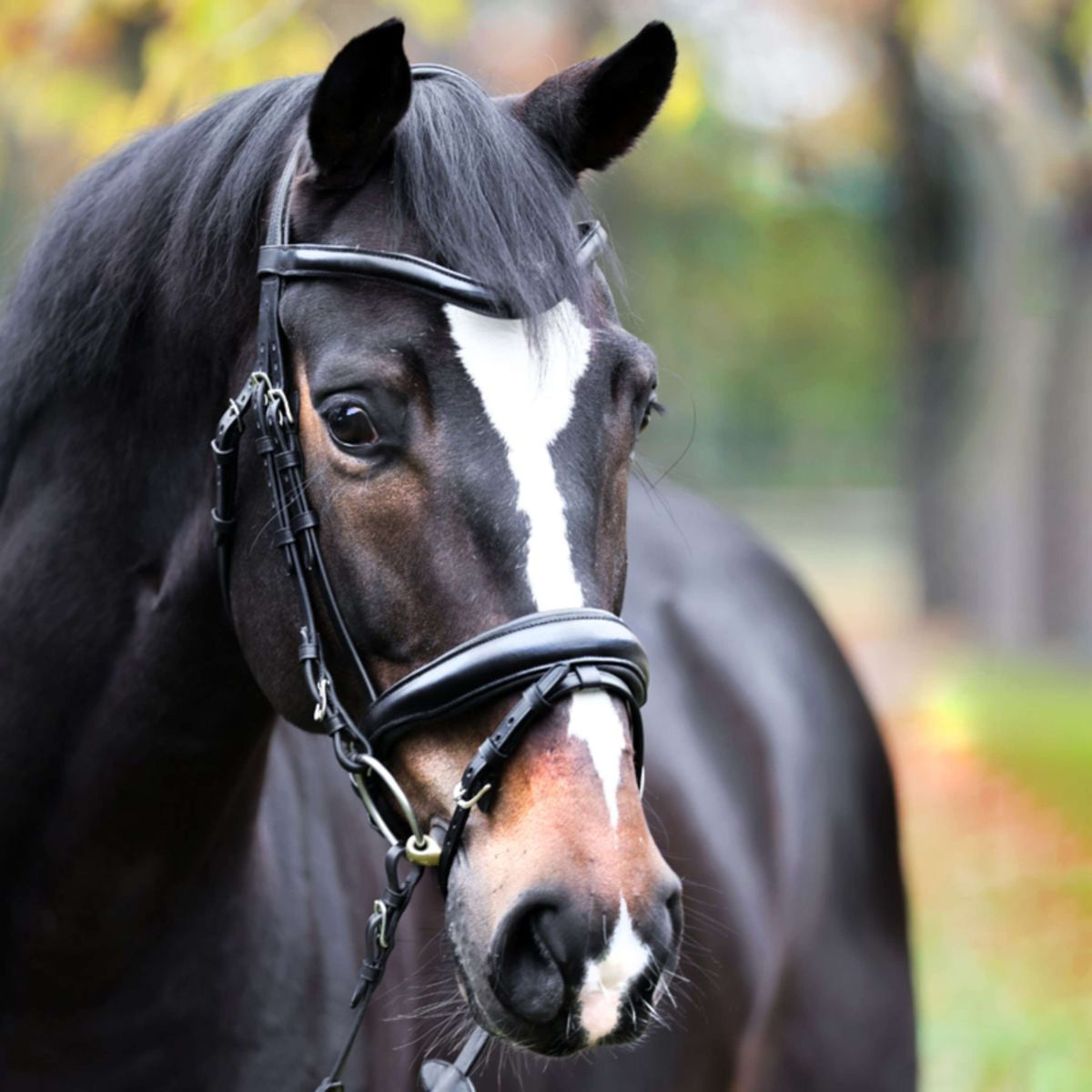 Kavalkade Bridle Proline-Astrid Black