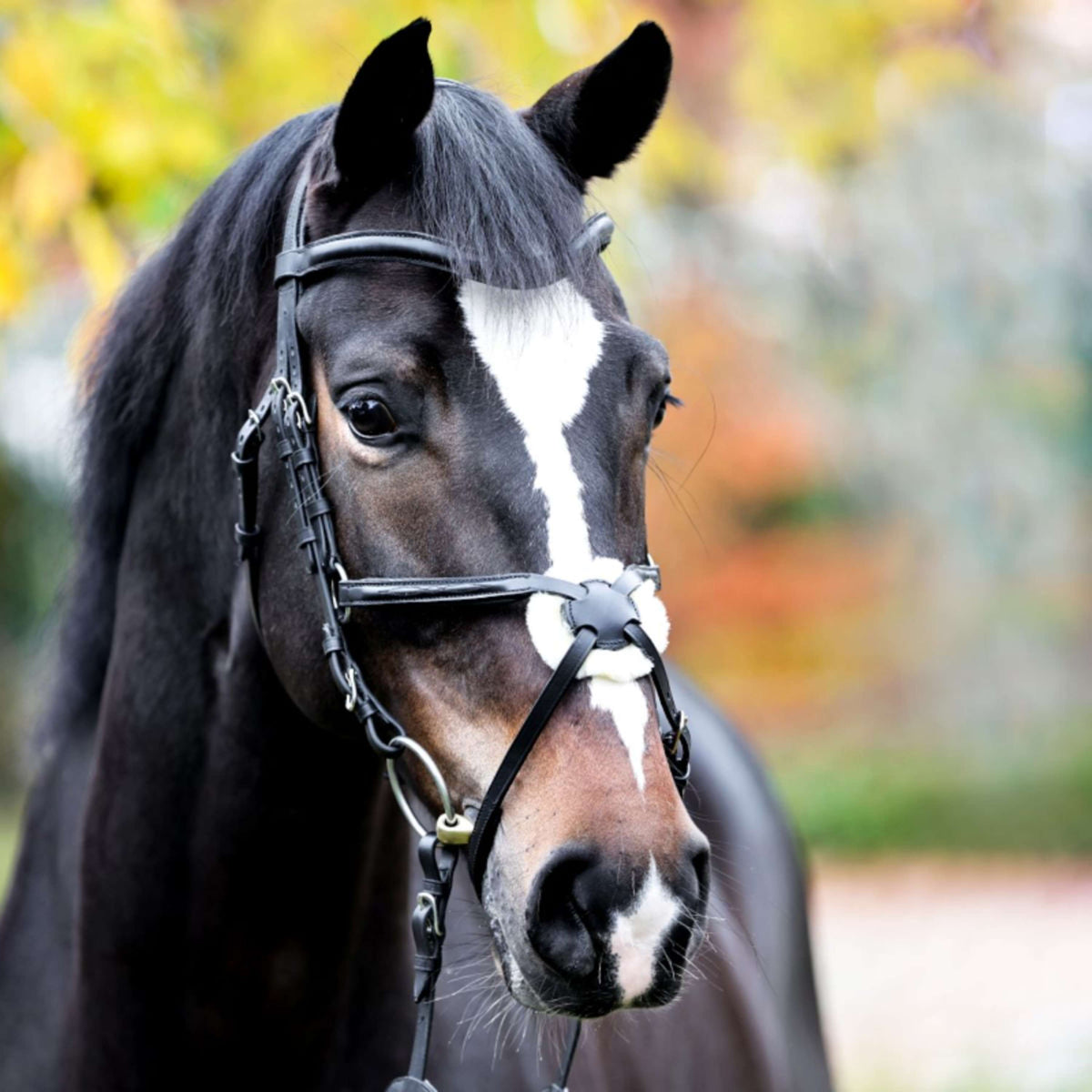 Kavalkade Bridle Proline-Diego Black