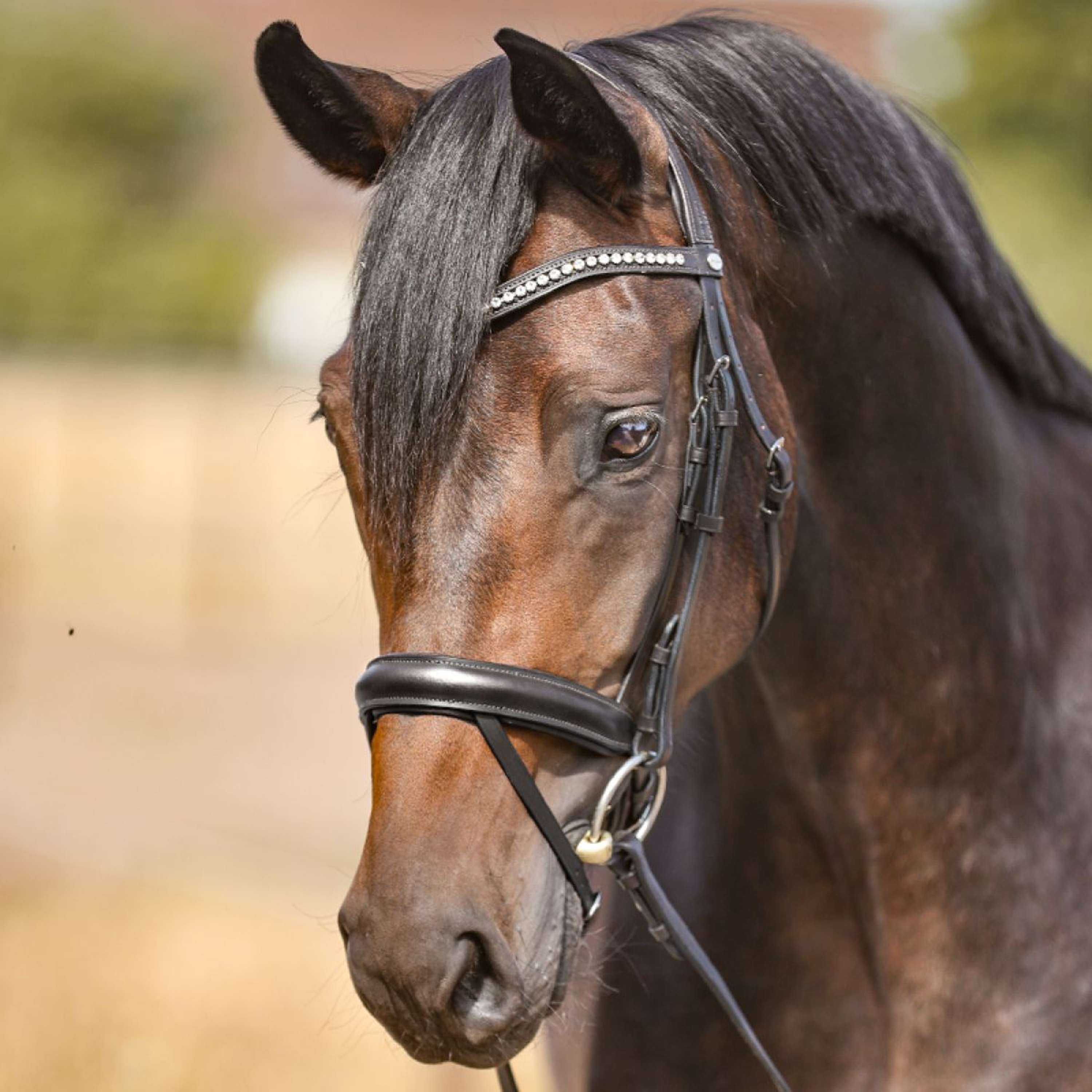 Kavalkade Browband White Rhinestones Black