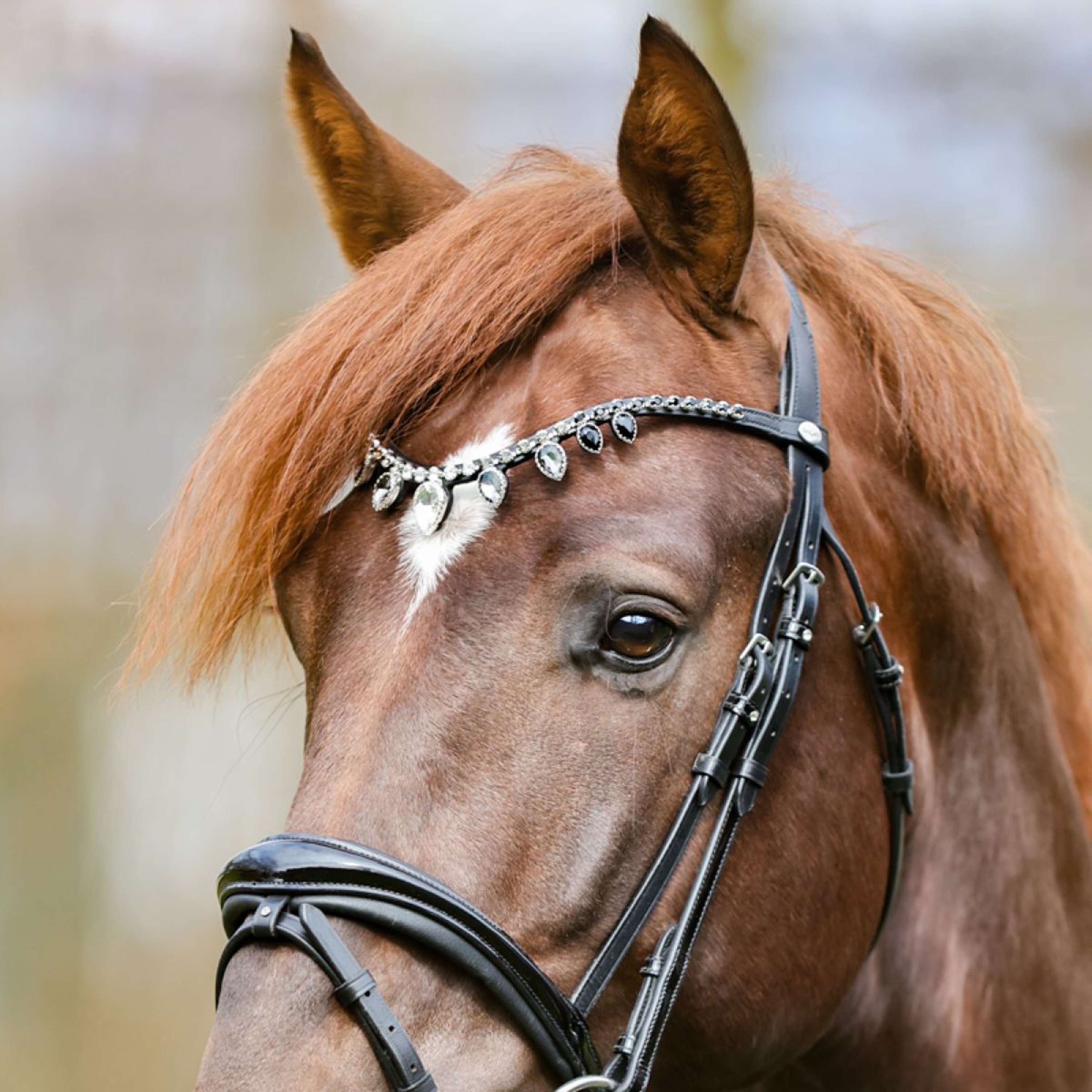 Kavalkade Browband Empress Black/White/White