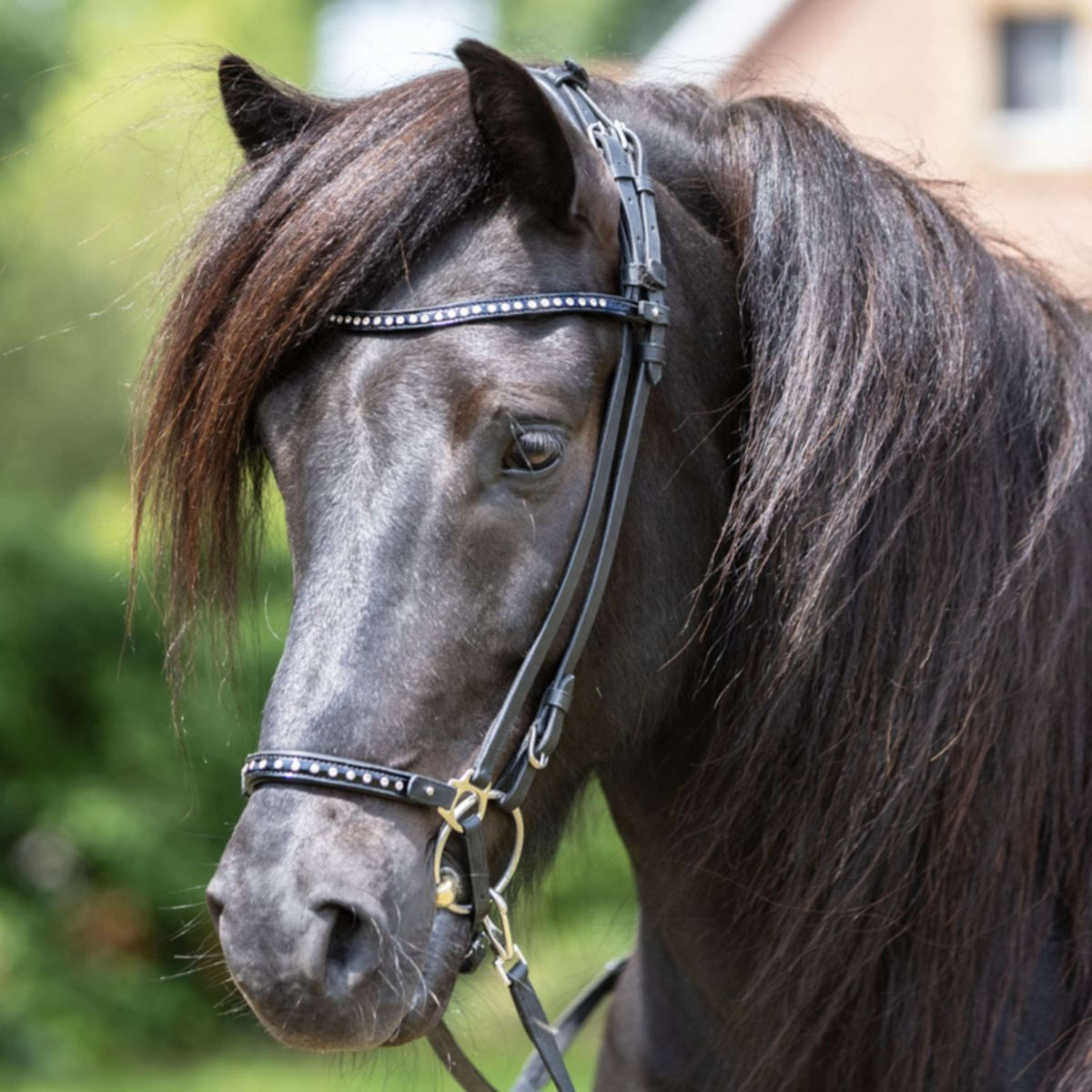 Kavalkade Browband Glansandi Black