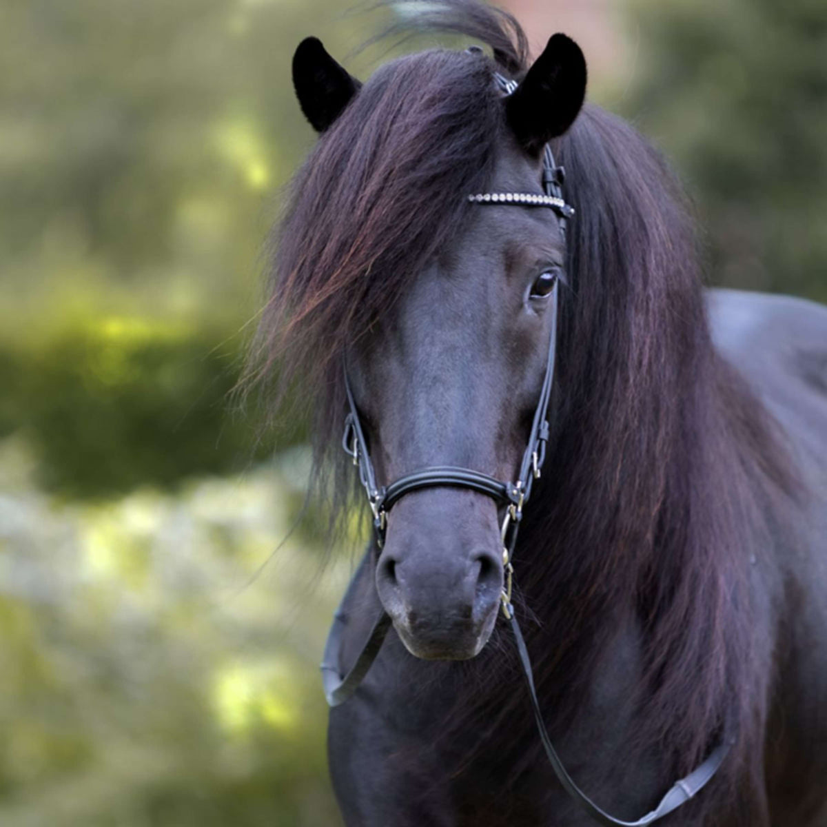 Kavalkade Browband Demantur Black