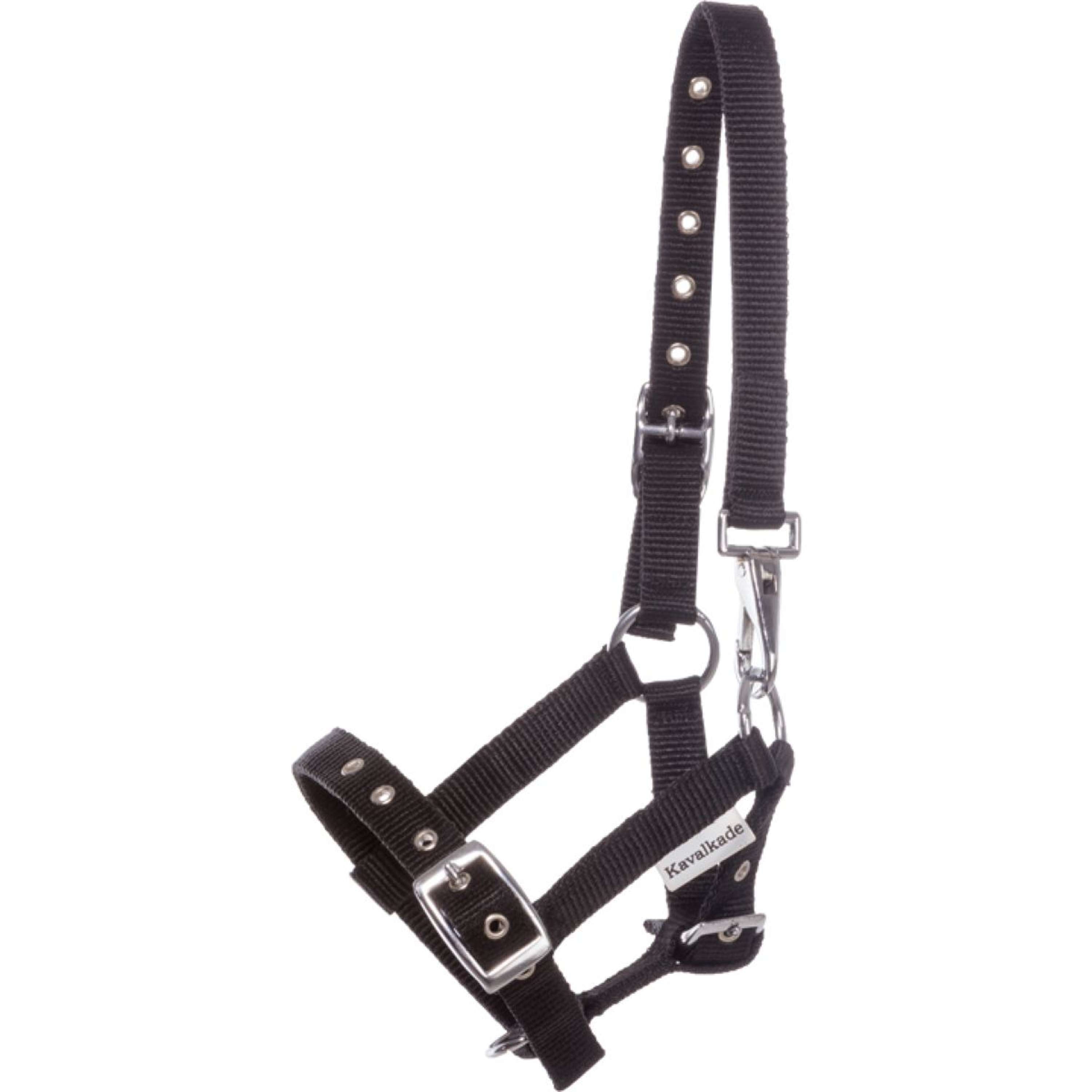 Kavalkade Halter Foal/Yearling Black