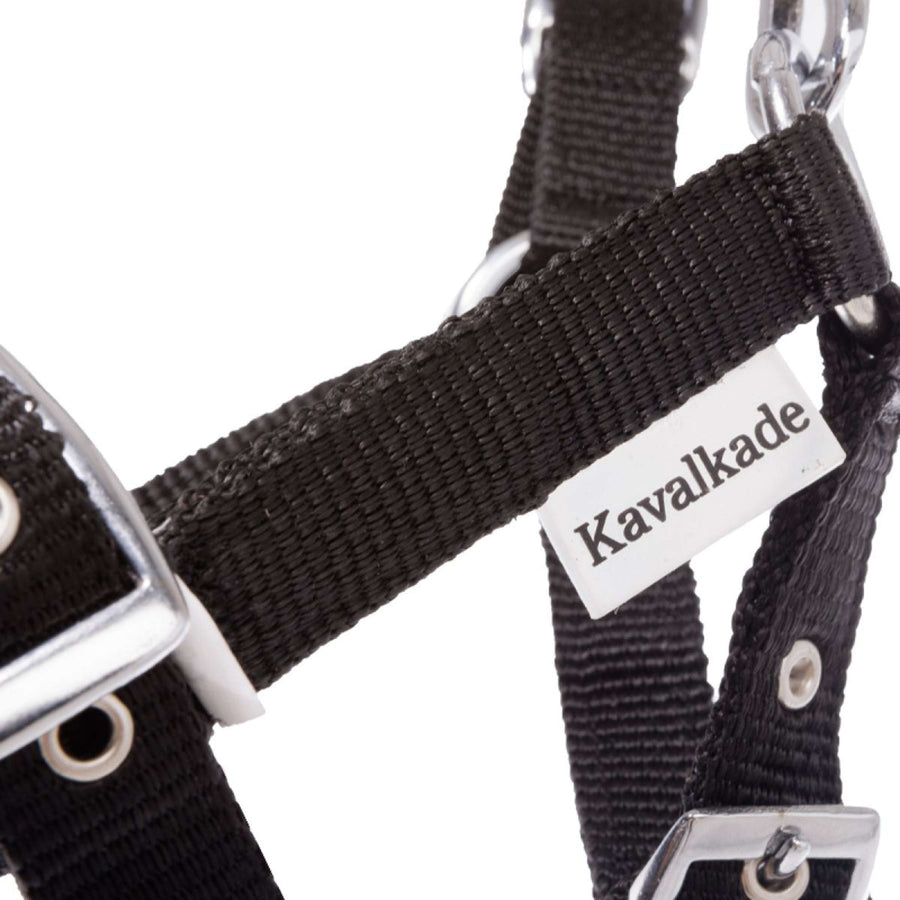 Kavalkade Halter Foal/Yearling Black