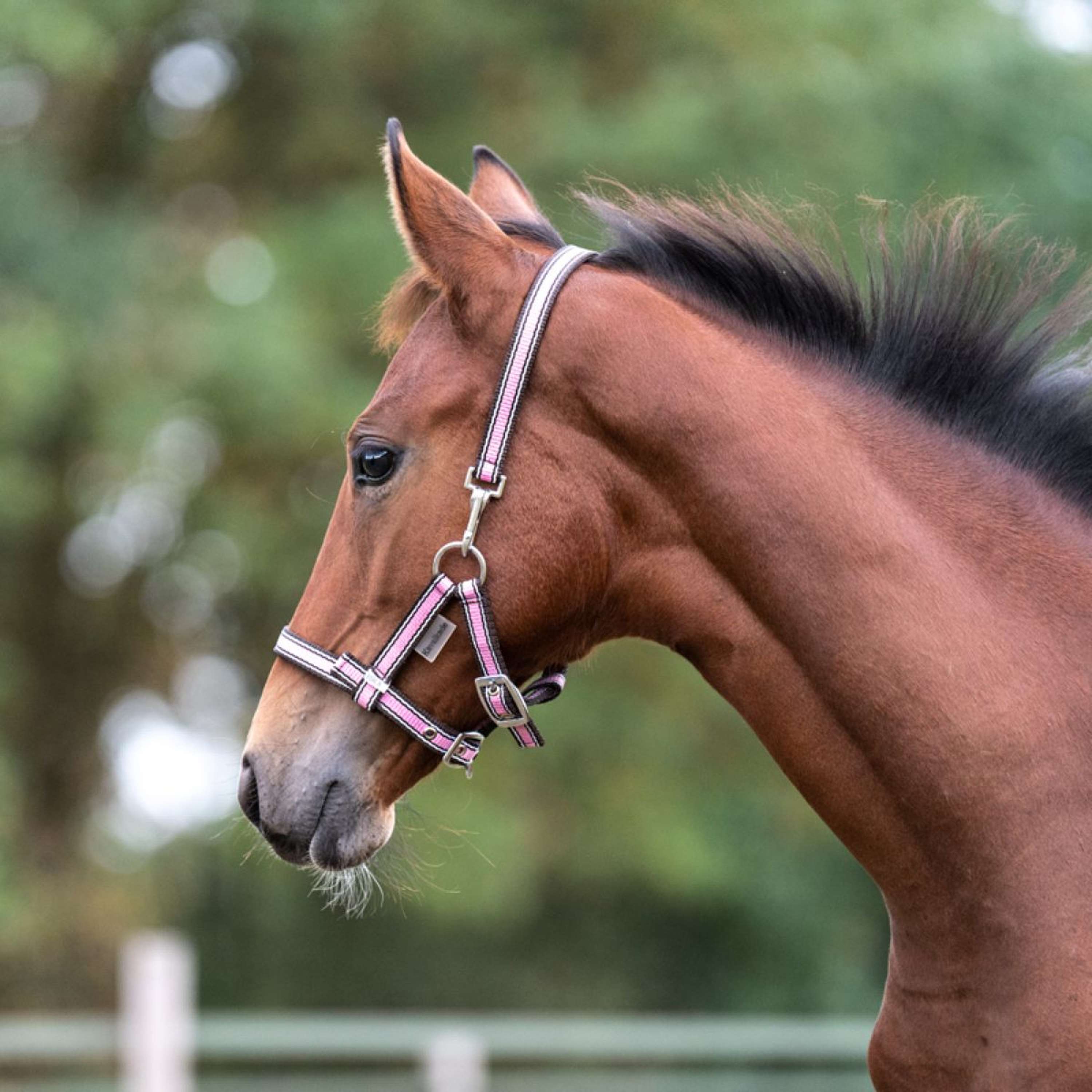 Kavalkade Foal and Yearling halter Pink