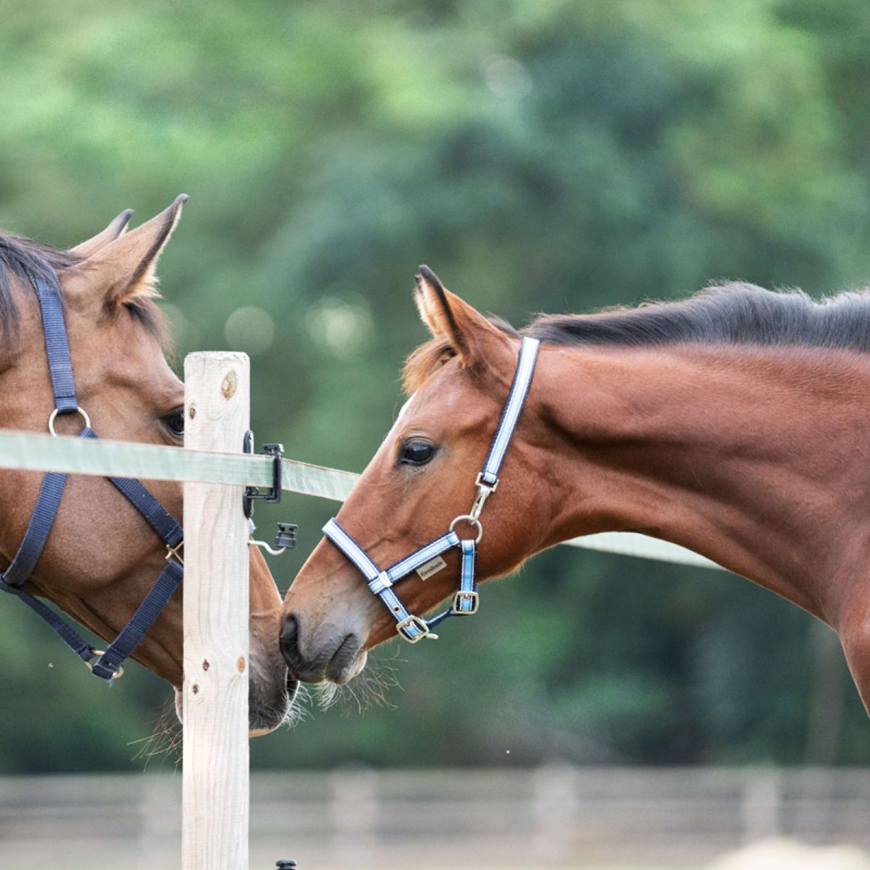 Kavalkade Foal and Yearling halter Blue