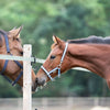 Kavalkade Foal and Yearling halter Blue