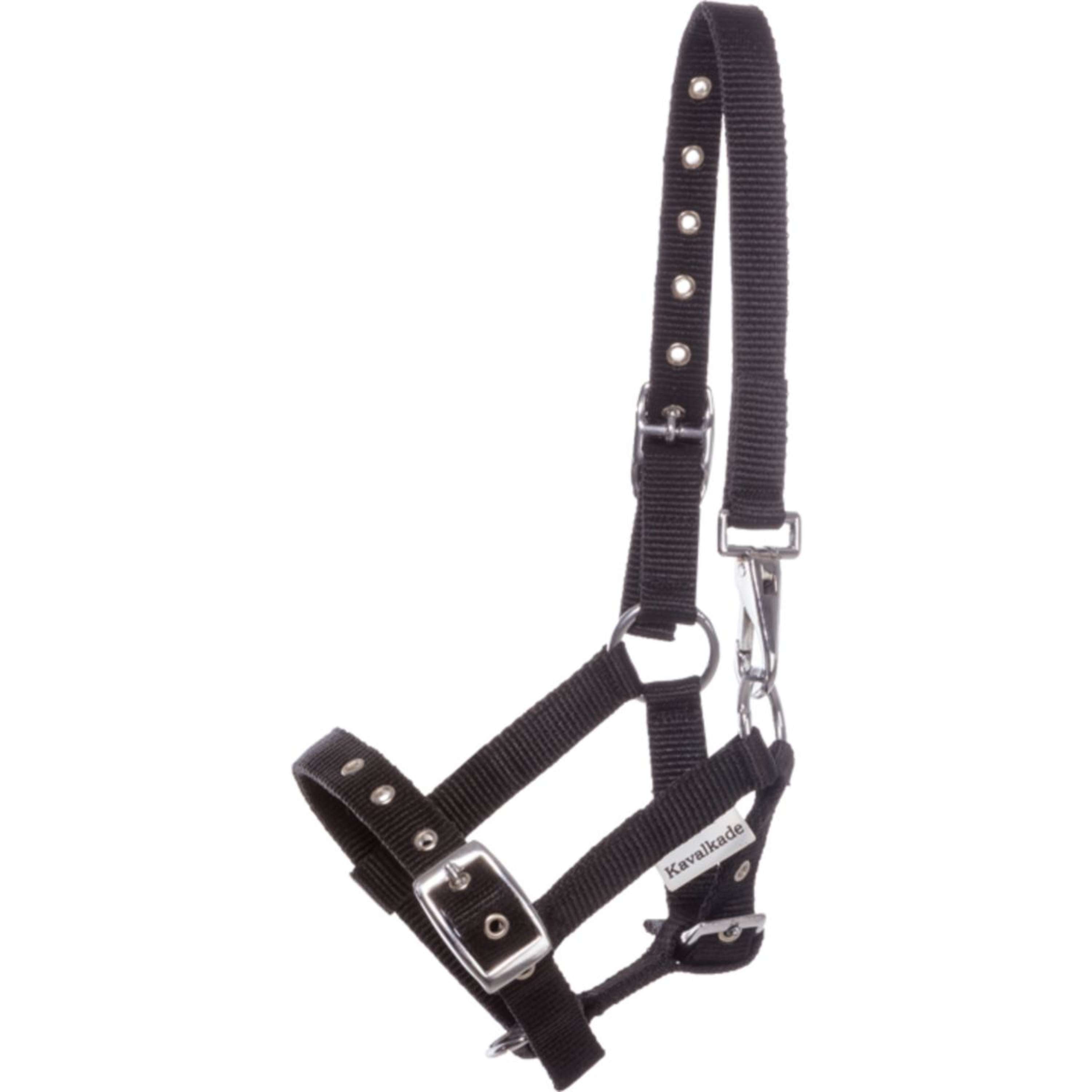 Kavalkade Foal and Yearling halter Blue