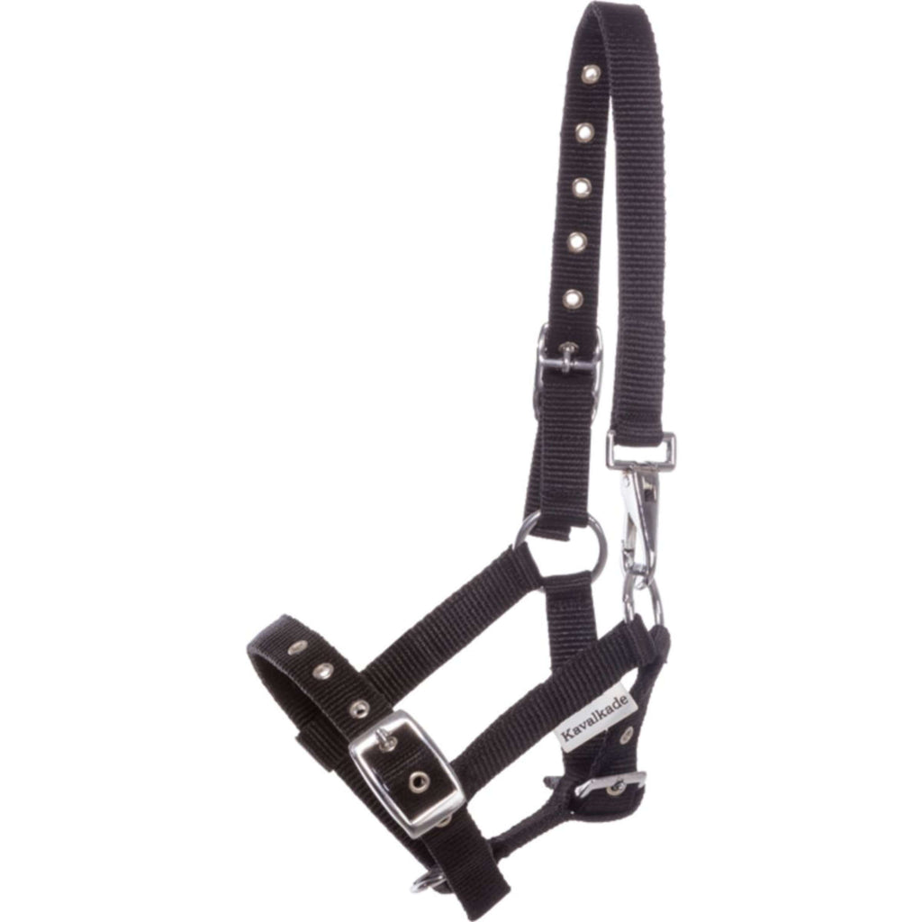 Kavalkade Foal and Yearling halter Blue