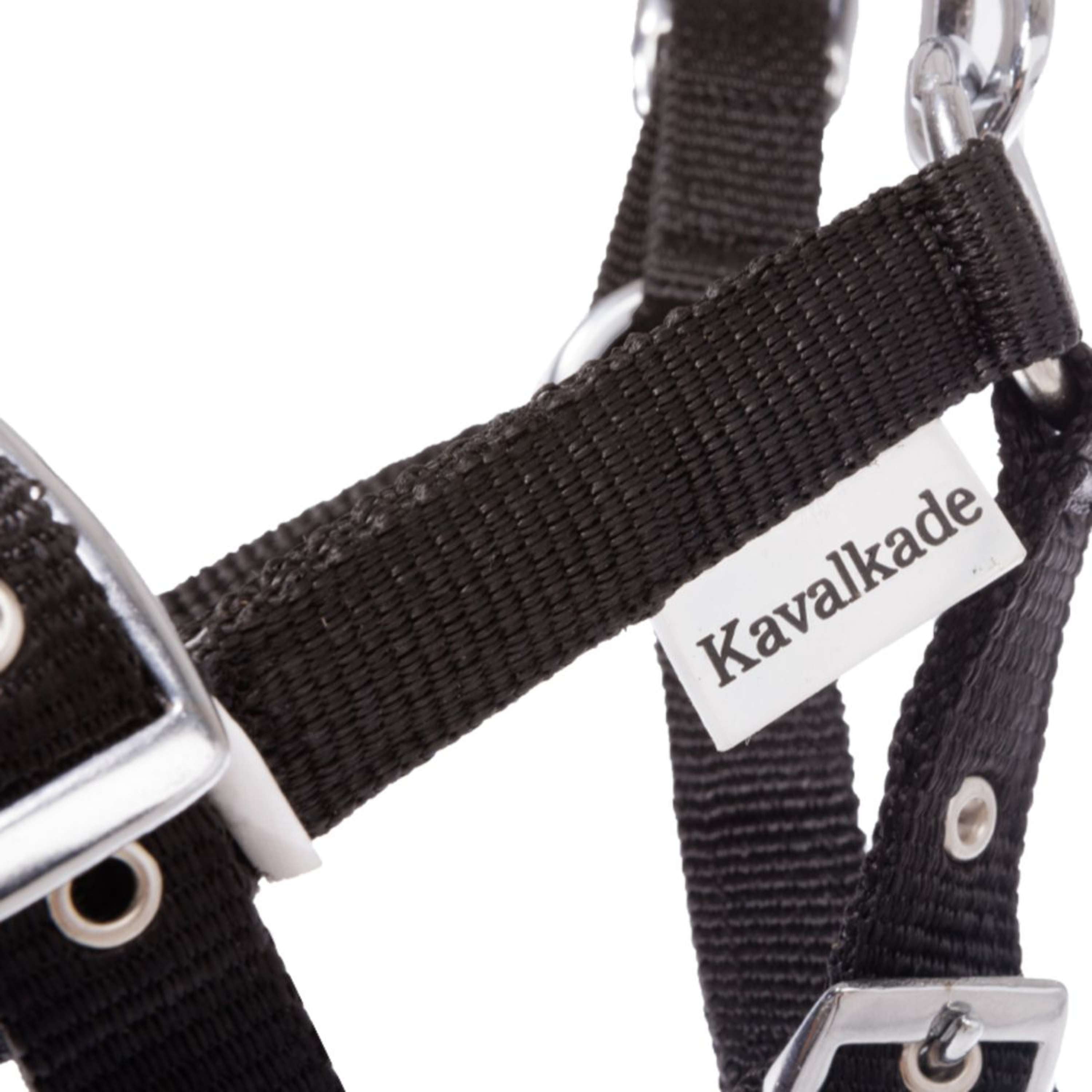 Kavalkade Foal and Yearling halter Blue