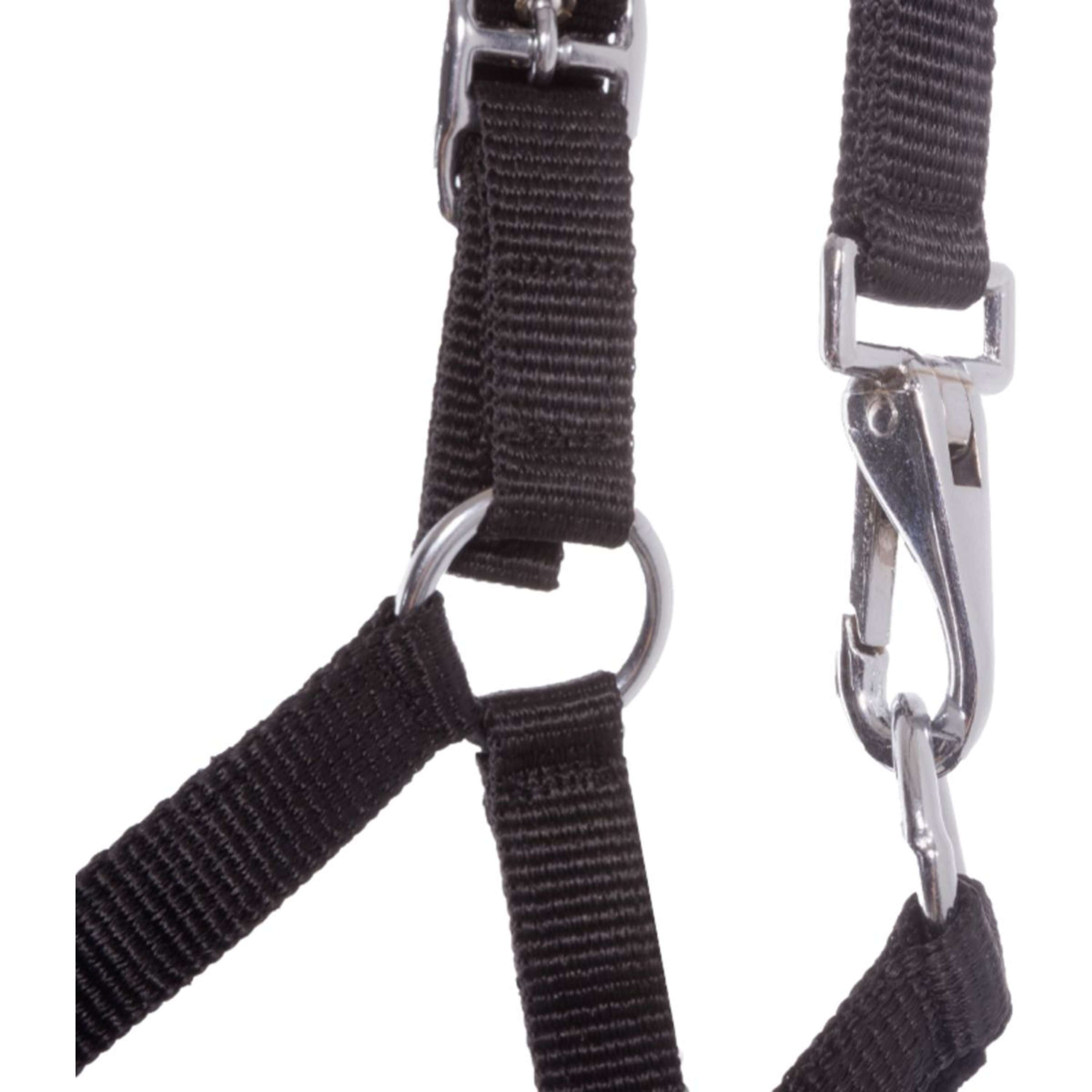 Kavalkade Foal and Yearling halter Blue