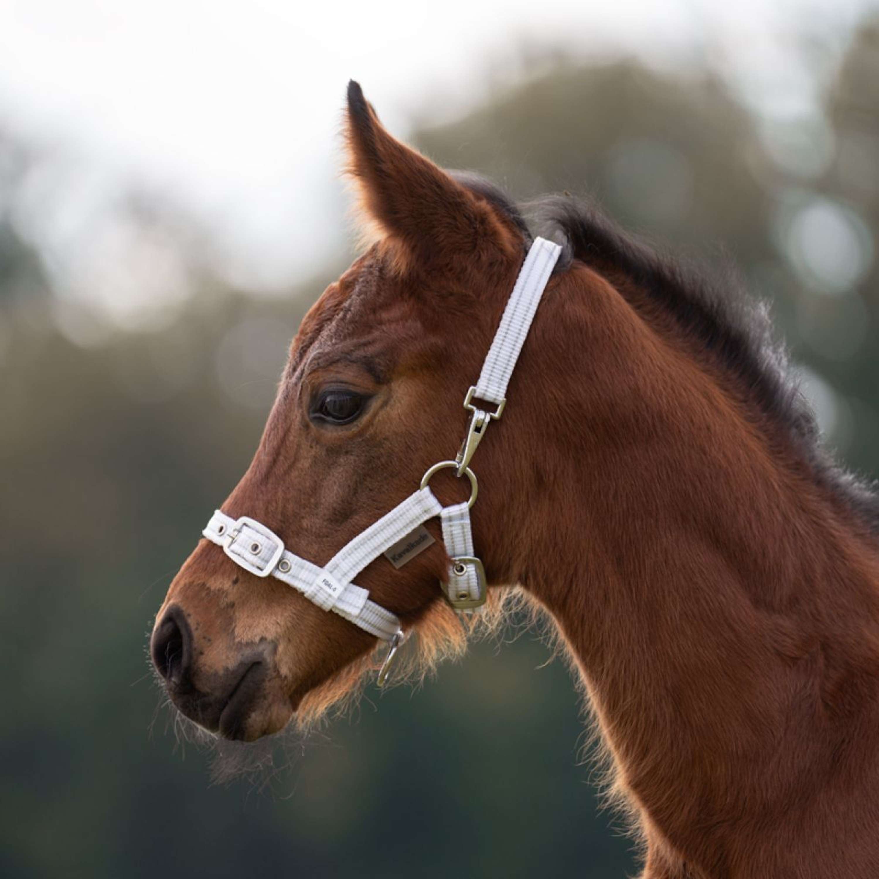 Kavalkade Halter Foal/Yearling White/Silver