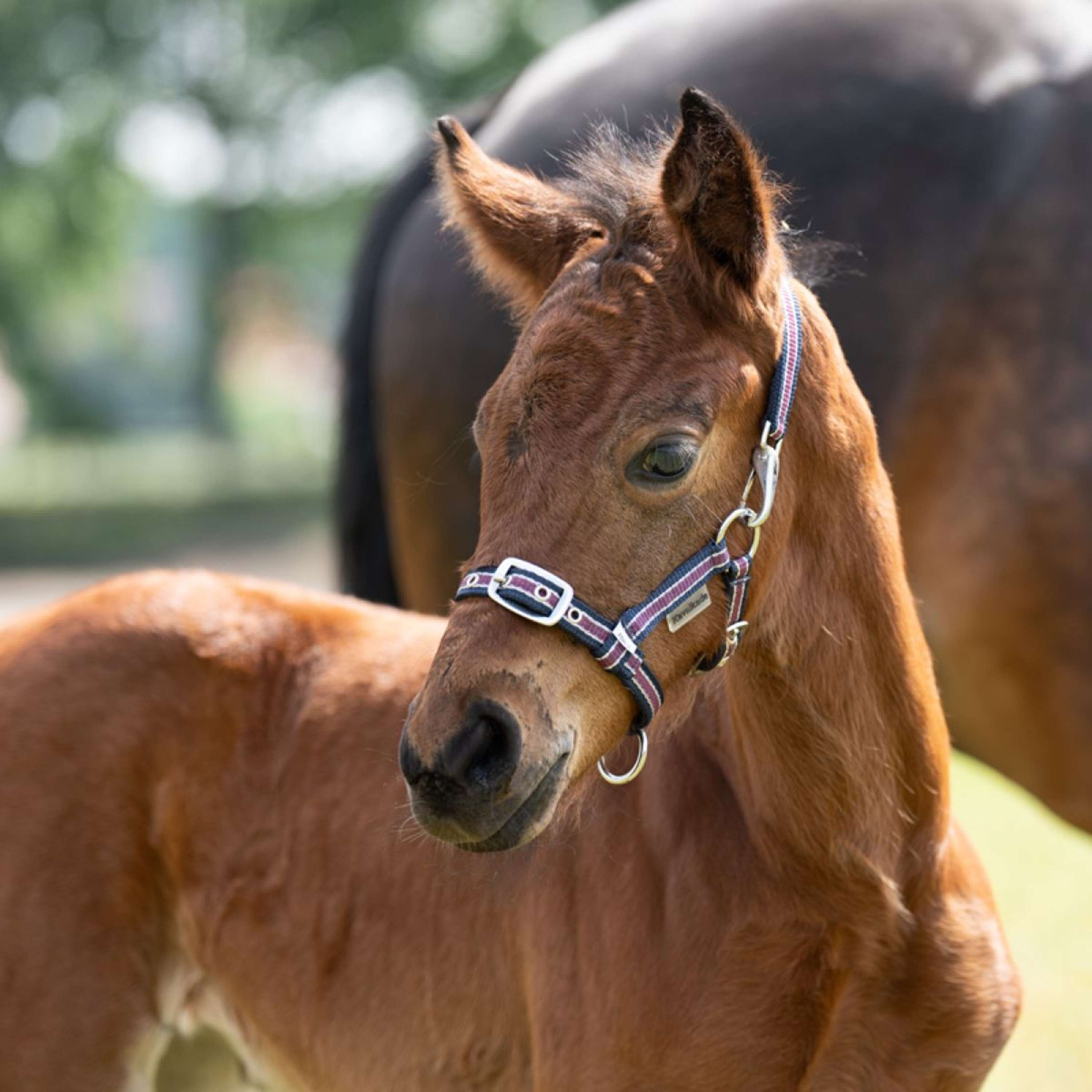 Kavalkade Halter Foal/Yearling Navy/Bordeaux/Silver
