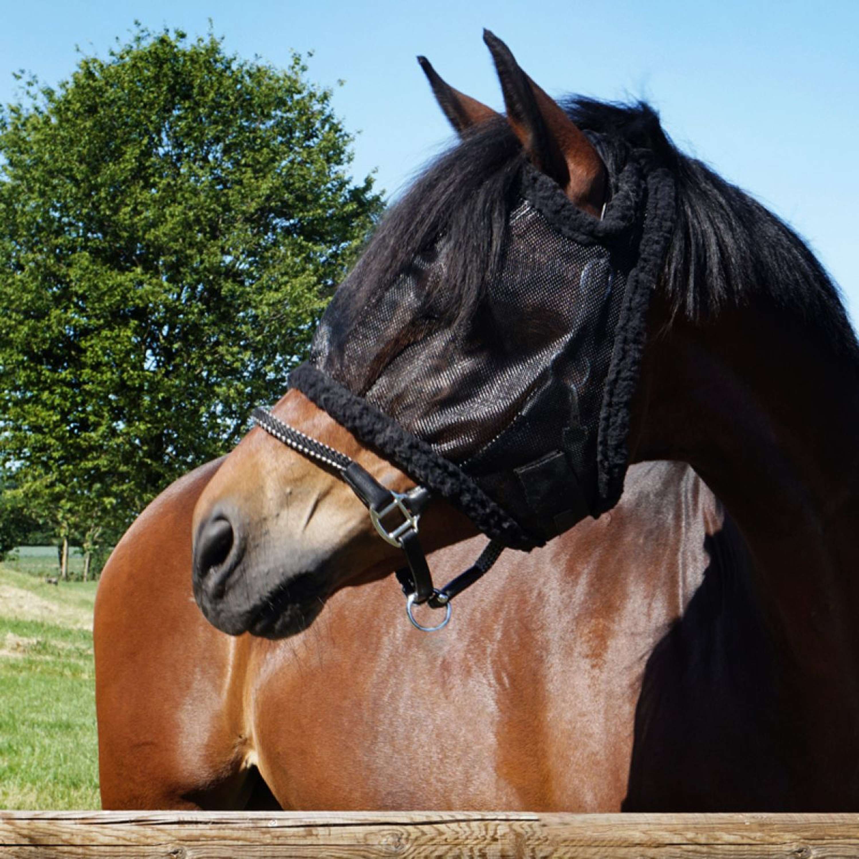 Kavalkade Fly Mask without Ears Black