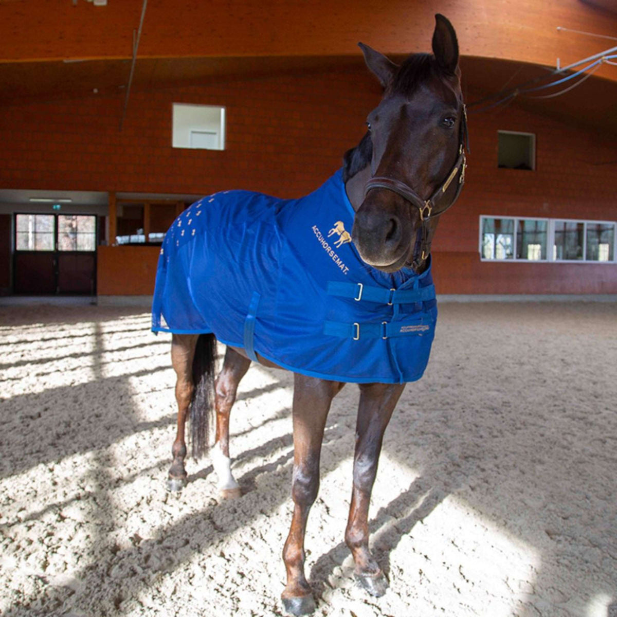 Accuhorsemat Blanket Cooler with Accupressure Mat Blue