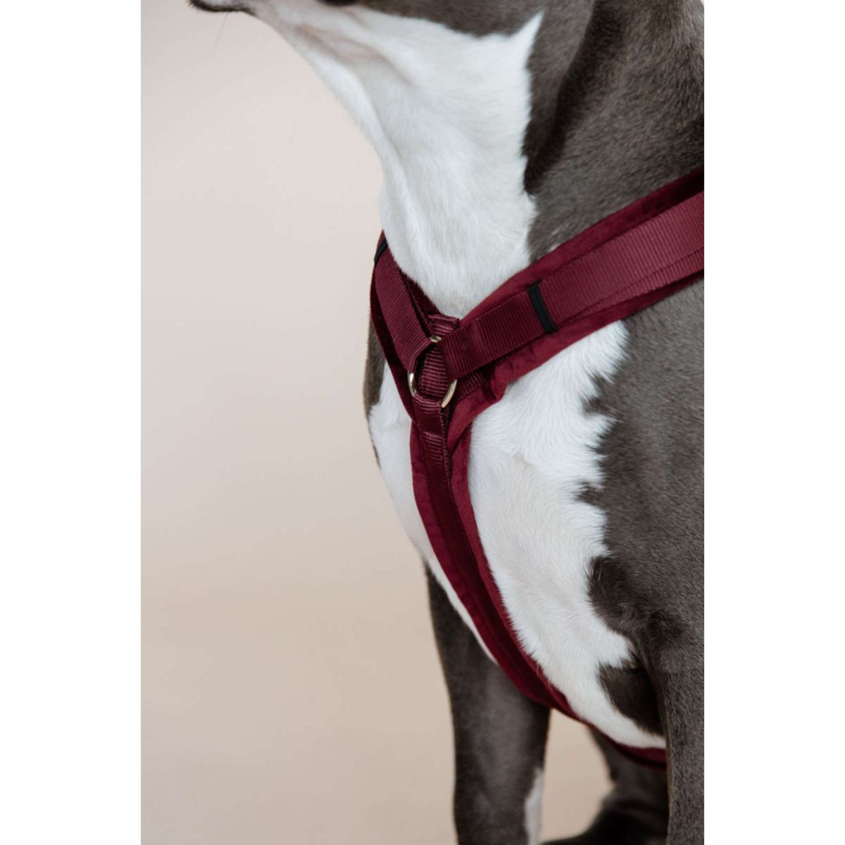 Kentucky Harness Active Velvet Bordeaux