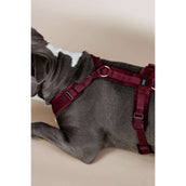 Kentucky Harness Active Velvet Bordeaux