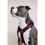 Kentucky Harness Active Velvet Bordeaux