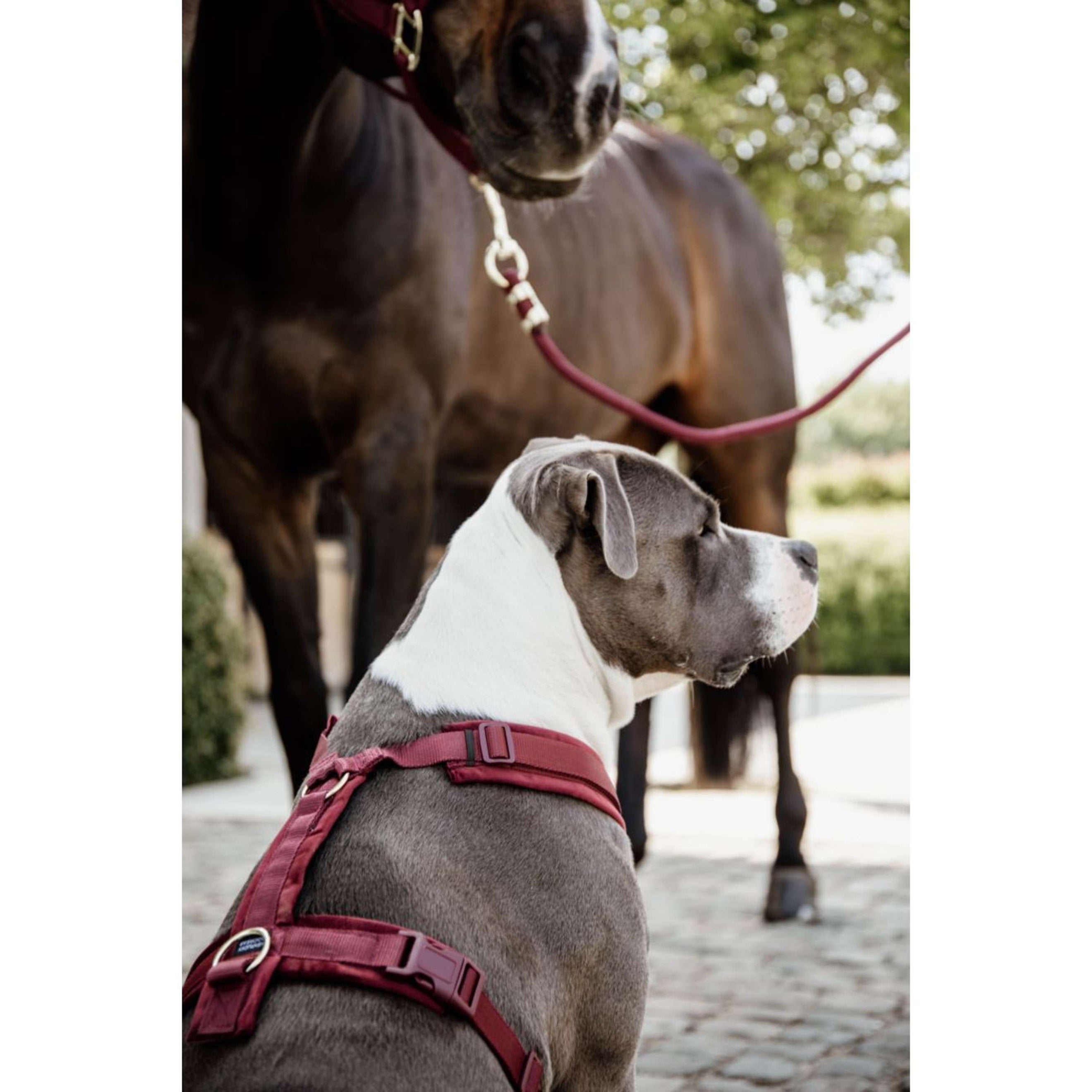 Kentucky Harness Active Velvet Bordeaux Kentucky Harness Active Velvet Bordeaux