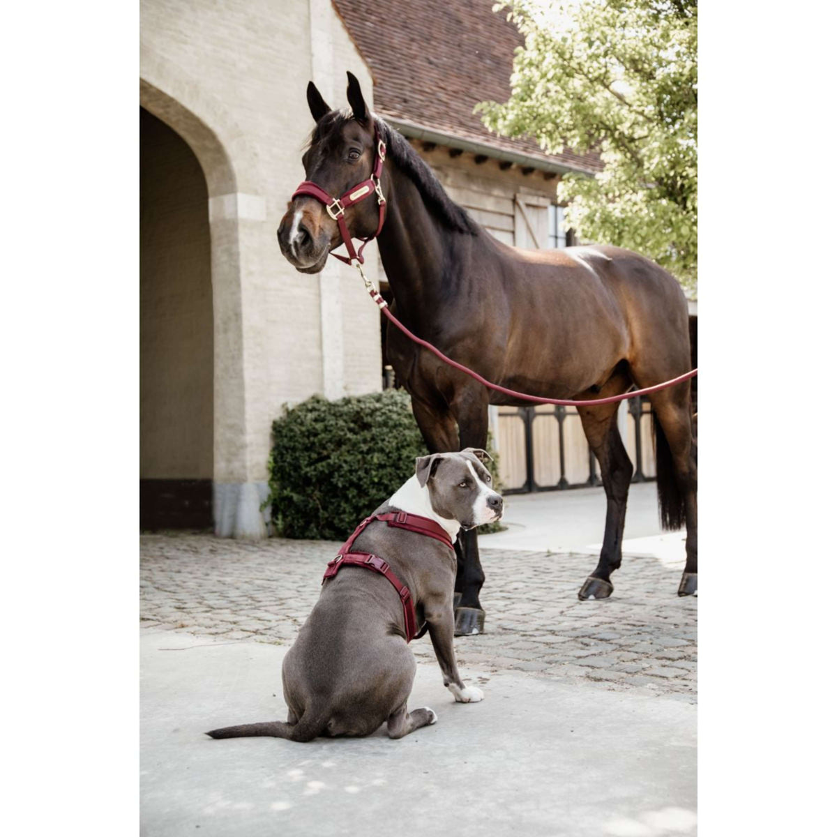 Kentucky Harness Active Velvet Bordeaux