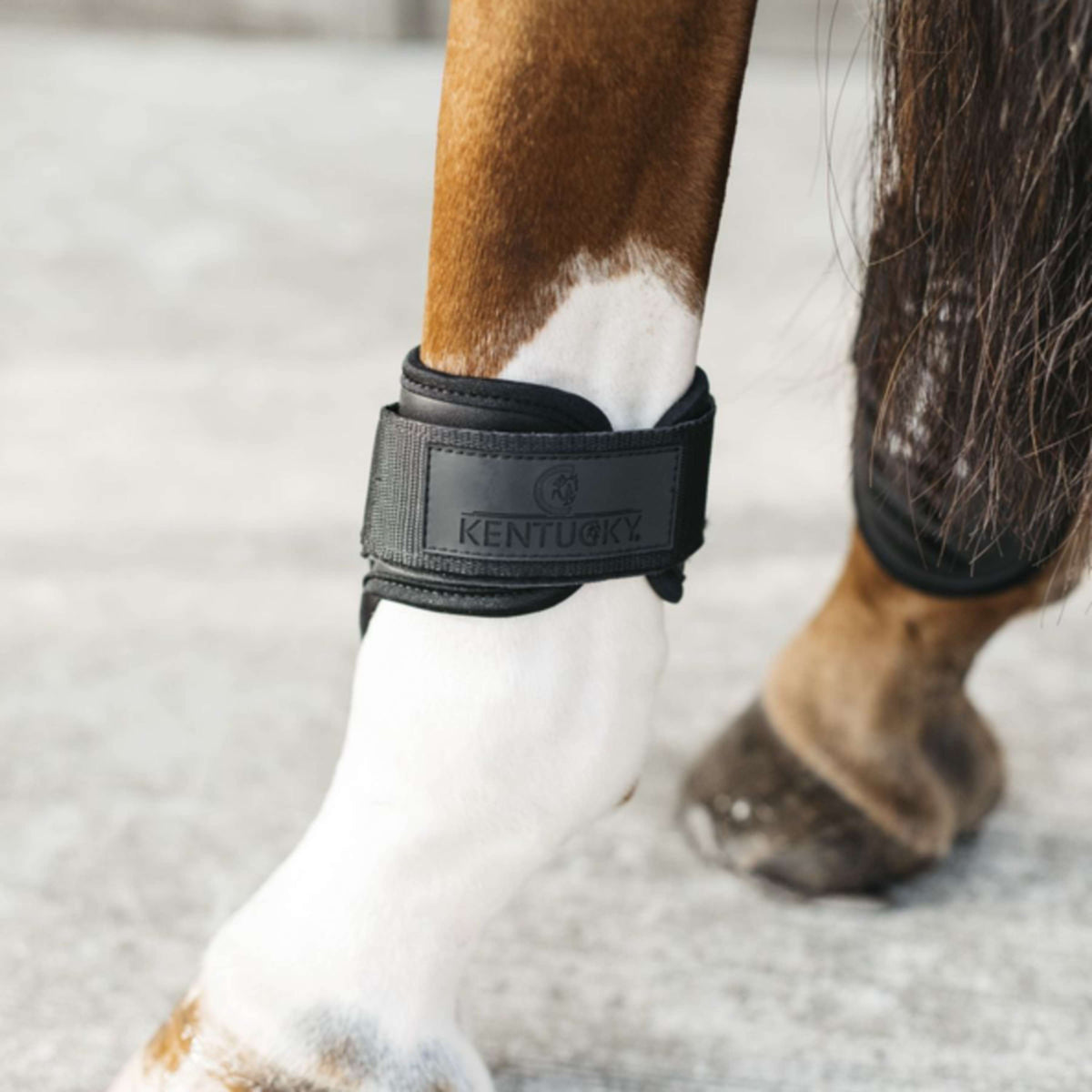 Kentucky Horsewear Fetlock Boots Young Horse Black