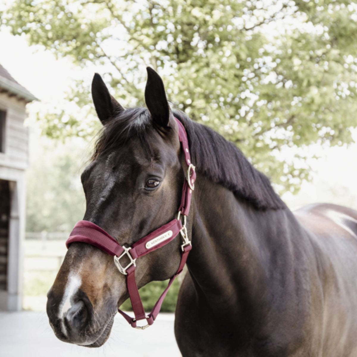 Kentucky Halter Velvet Bordeaux