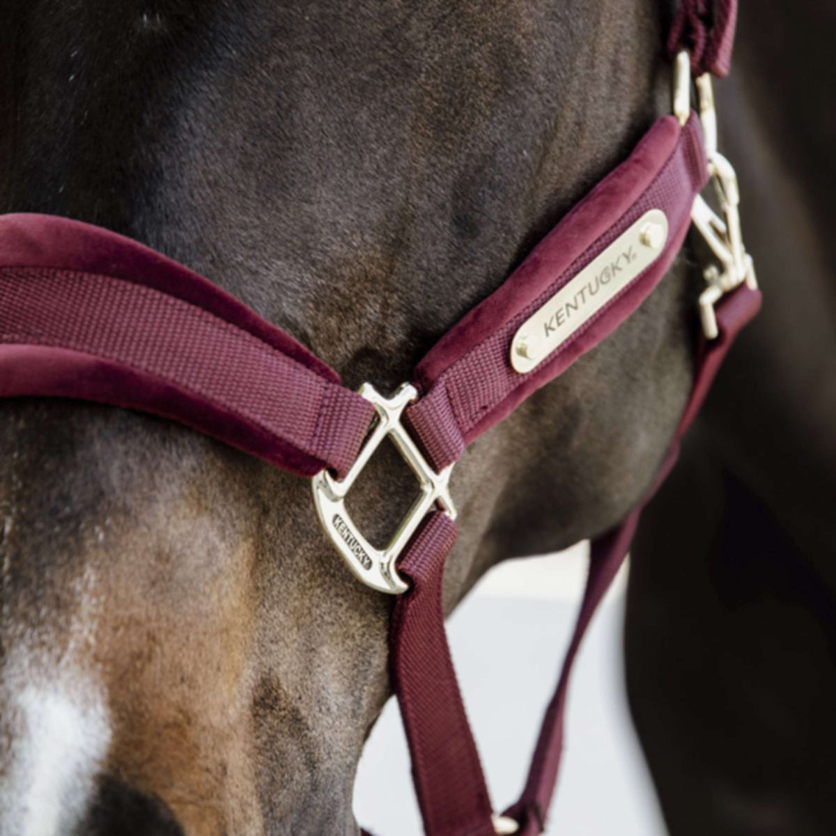 Kentucky Halter Velvet Bordeaux