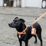 Kentucky Bow Tie Velvet Orange