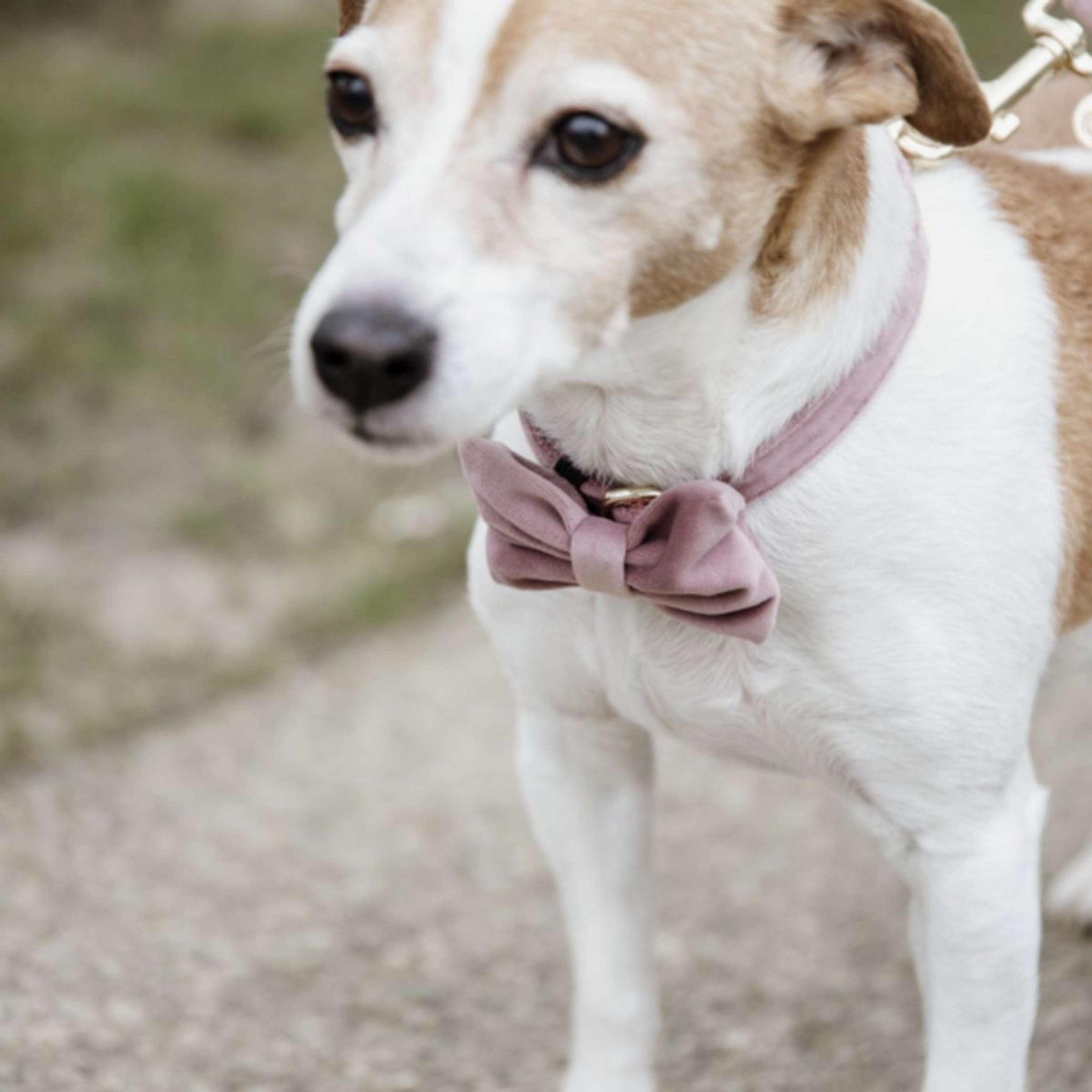 Kentucky Bow Tie Velvet Old Rose