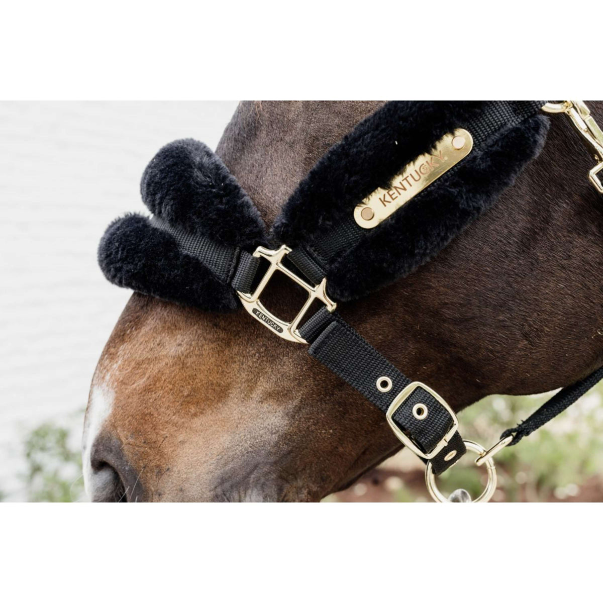 Kentucky Horsewear Halter Nylon Wool Soft Black