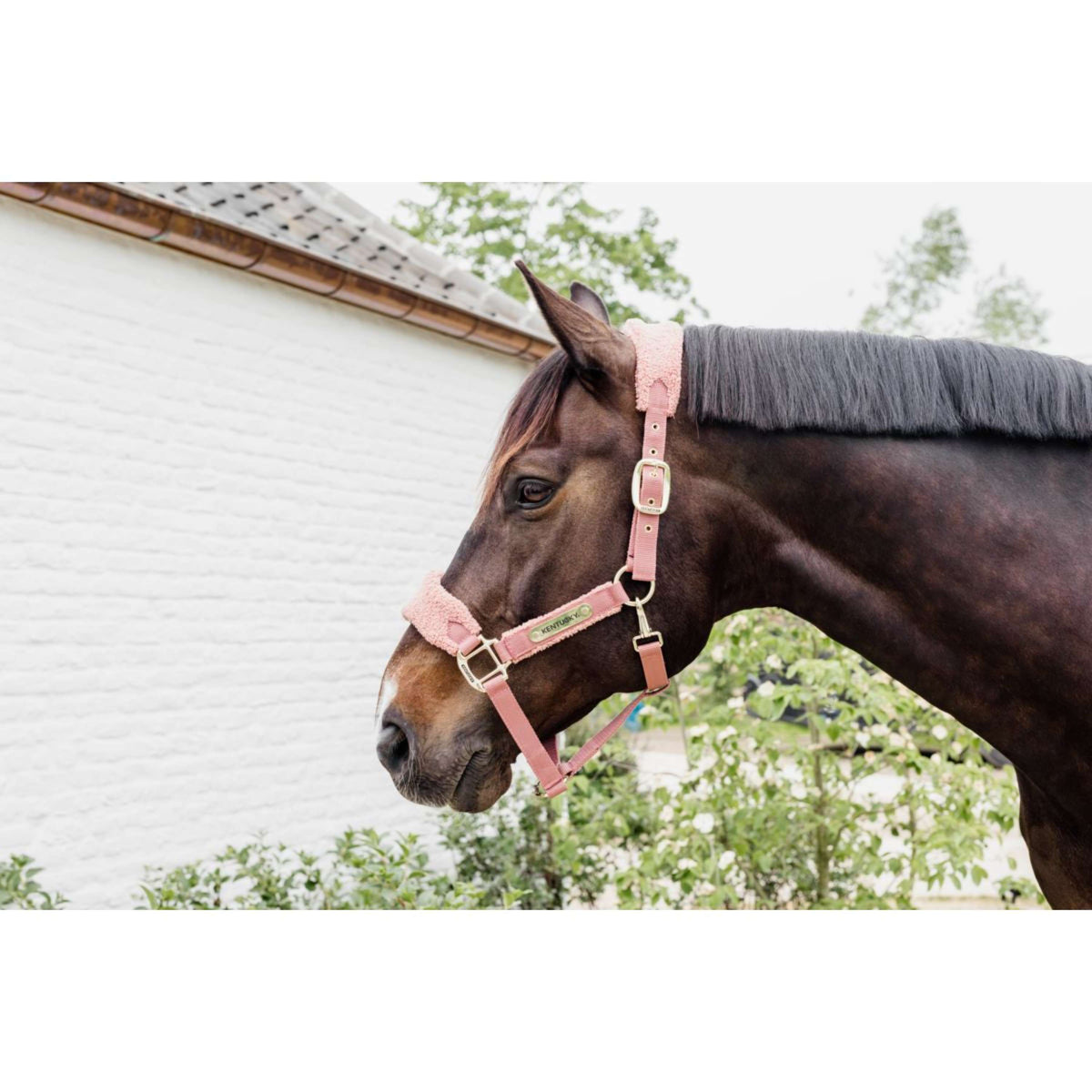 Kentucky Halter Teddy Fleece Old Rose