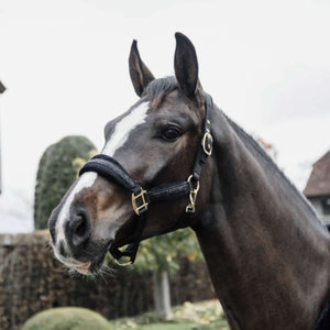 Kentucky Halter Glitter Stone Black