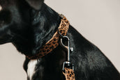 Kentucky Dog Collar Jaguar Brown