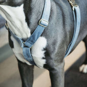 Kentucky Harness Loop Lightblue