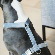 Kentucky Harness Loop Lightblue