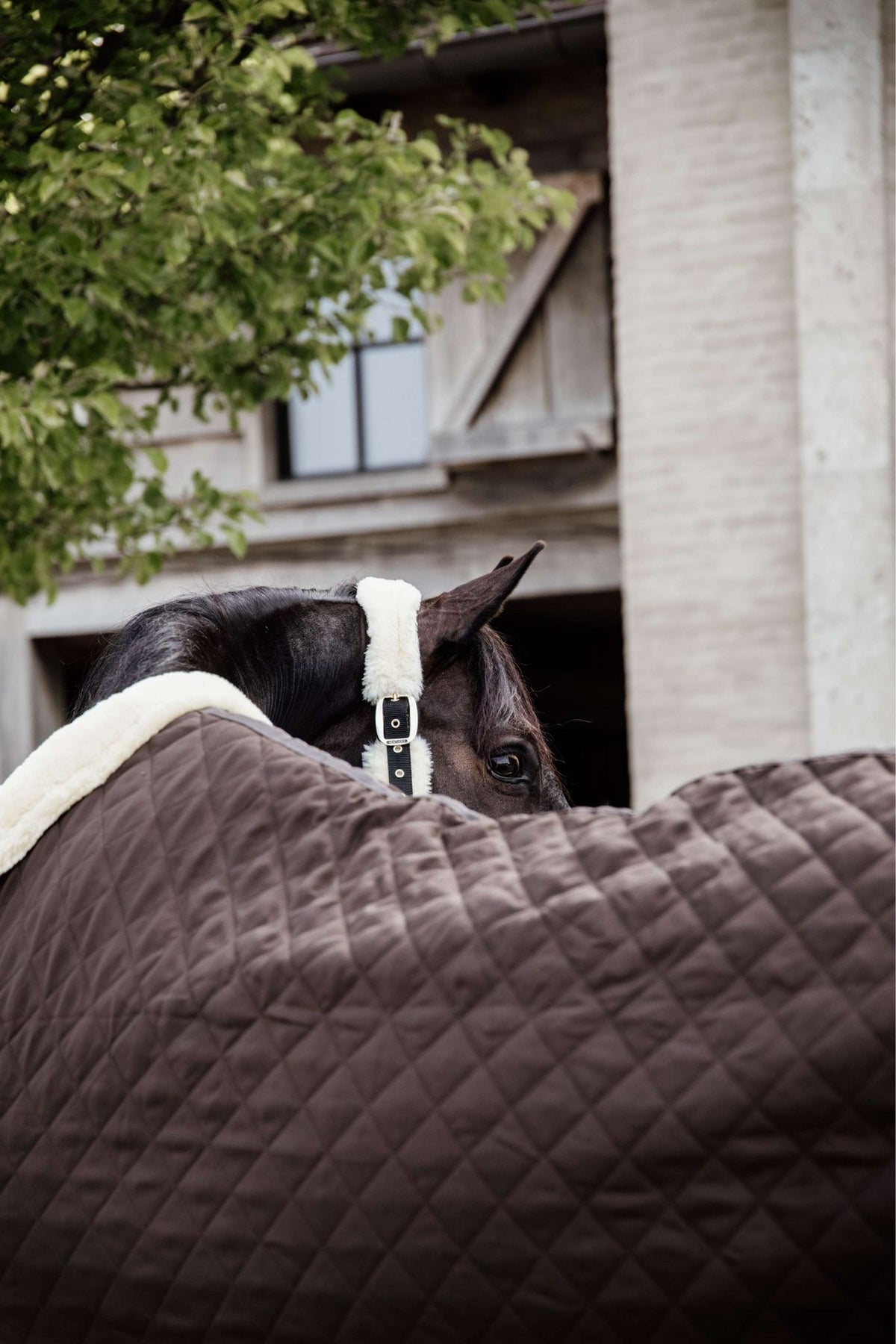 Kentucky Show Rug 160g Brown