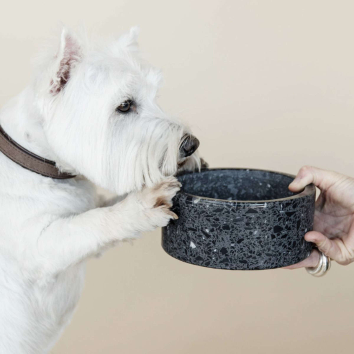 Kentucky Dog Food Bowl Terrazzo Stone Black