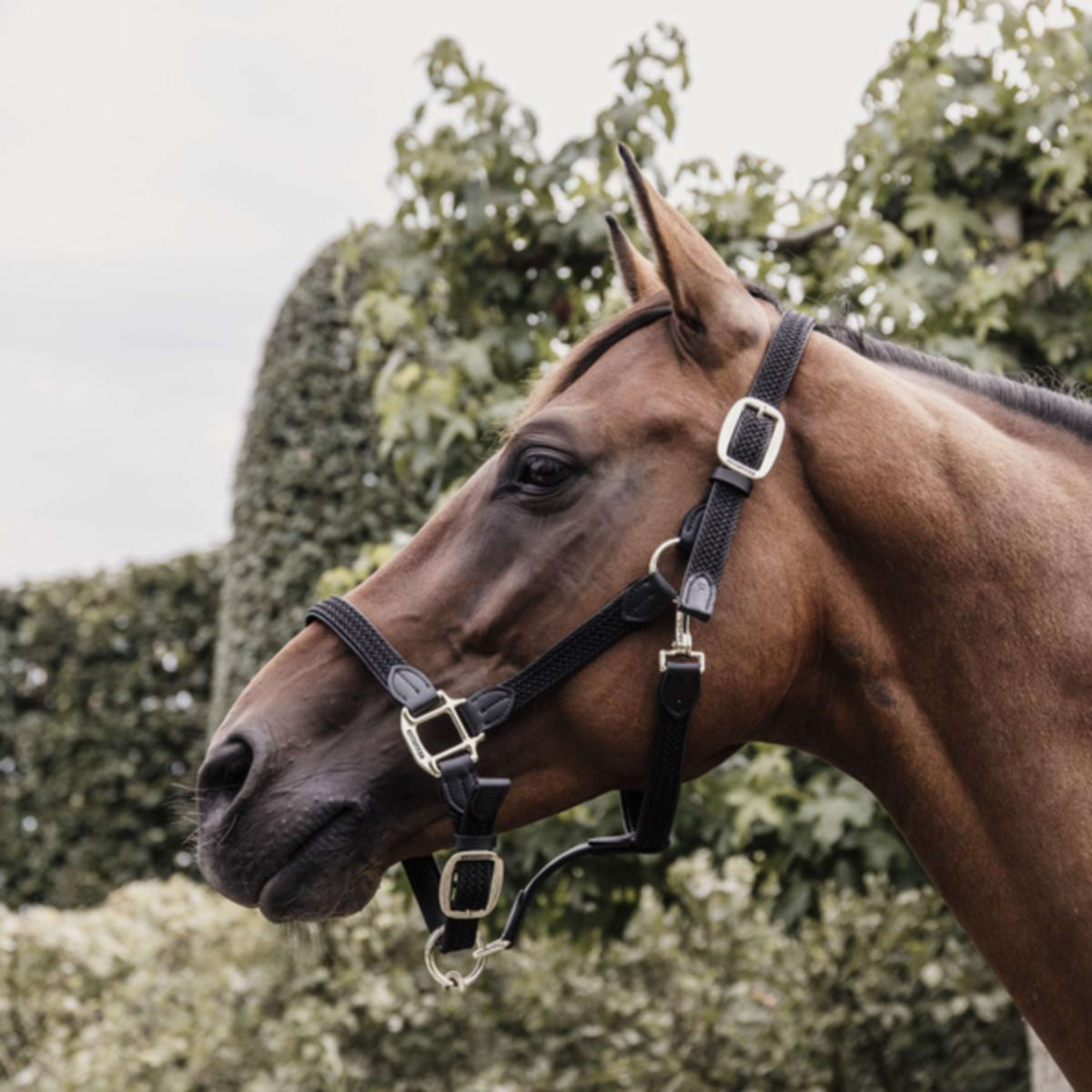 Kentucky Halter Plaited Nylon Black