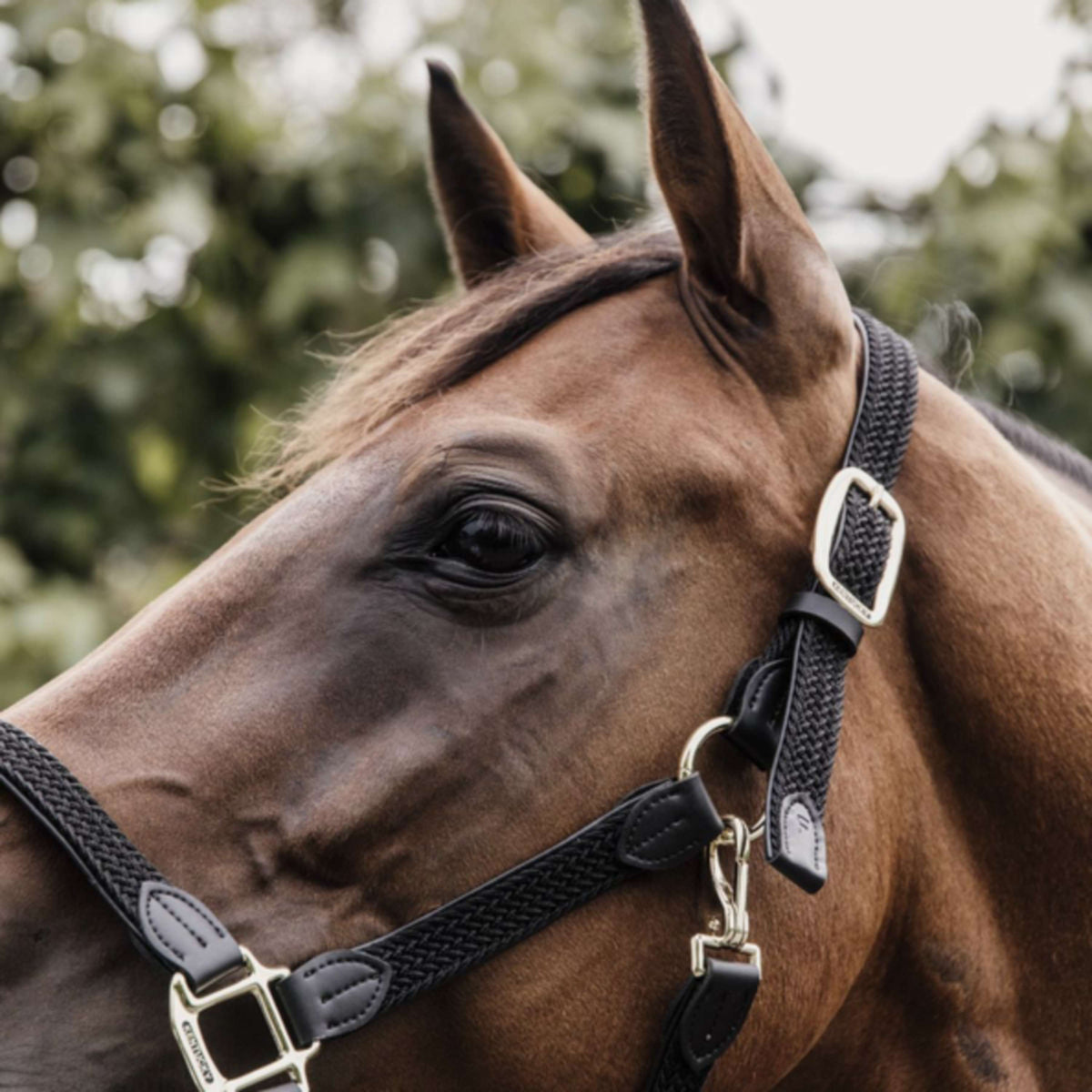 Kentucky Halter Plaited Nylon Black