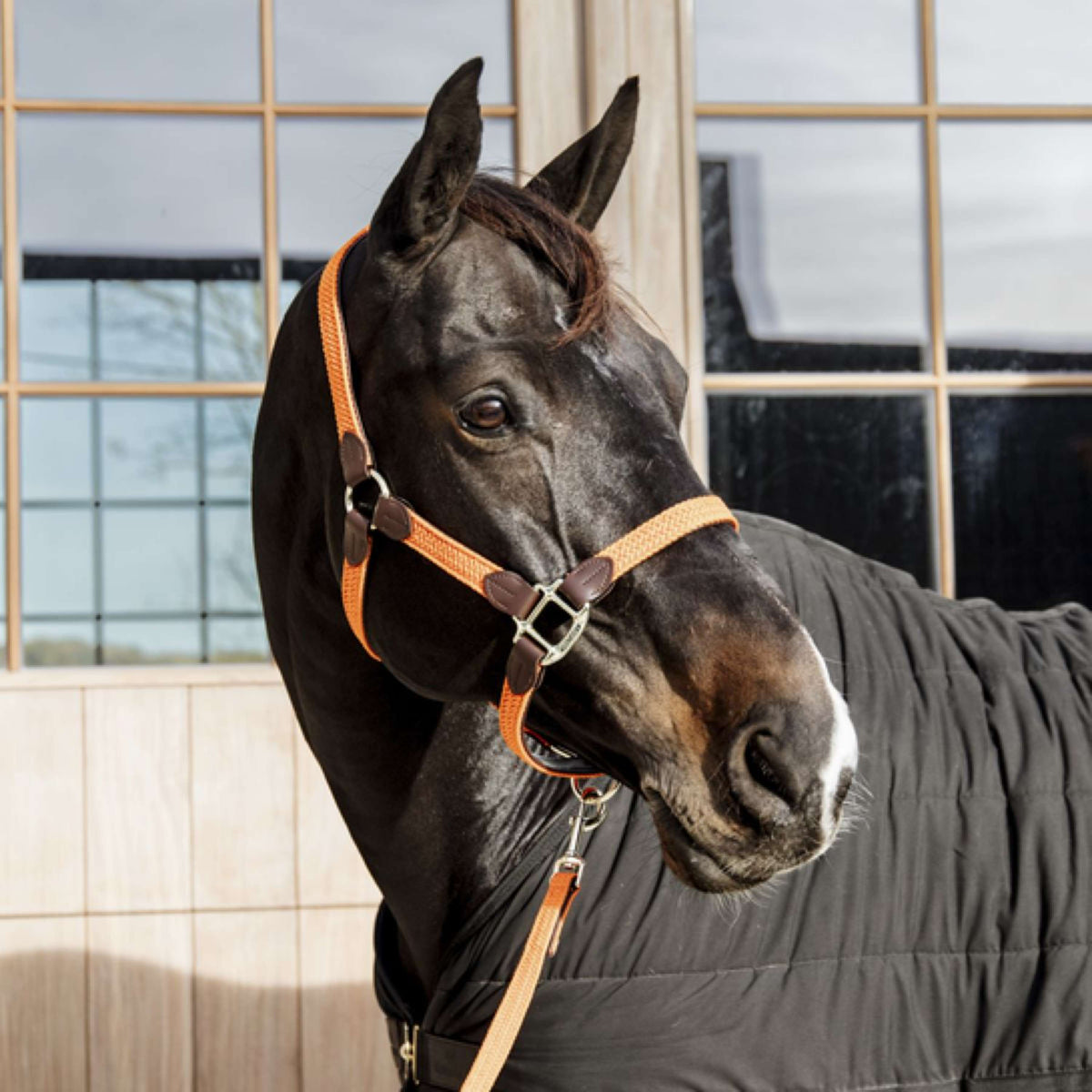 Kentucky Head Collar Plaited Nylon Orange