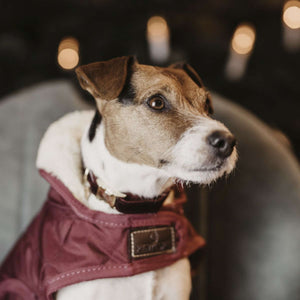 Kentucky Collar Corduroy Bordeaux