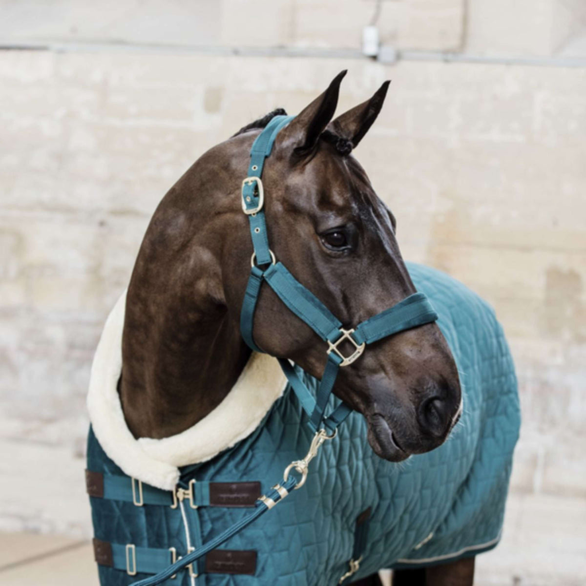 Kentucky Halter Velvet Emerald