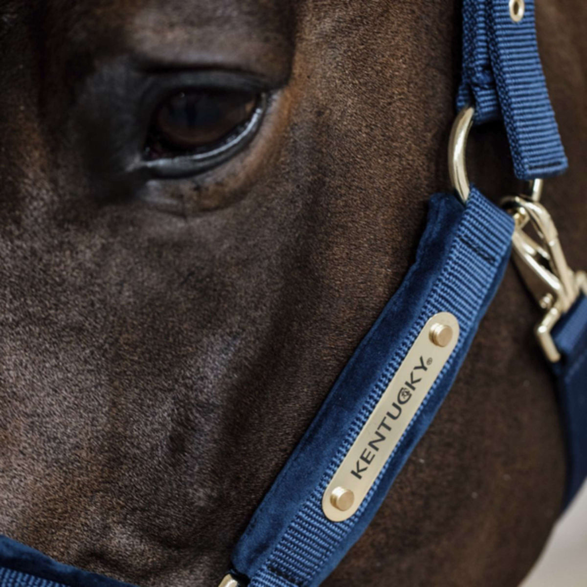 Kentucky Halter Velvet Navy